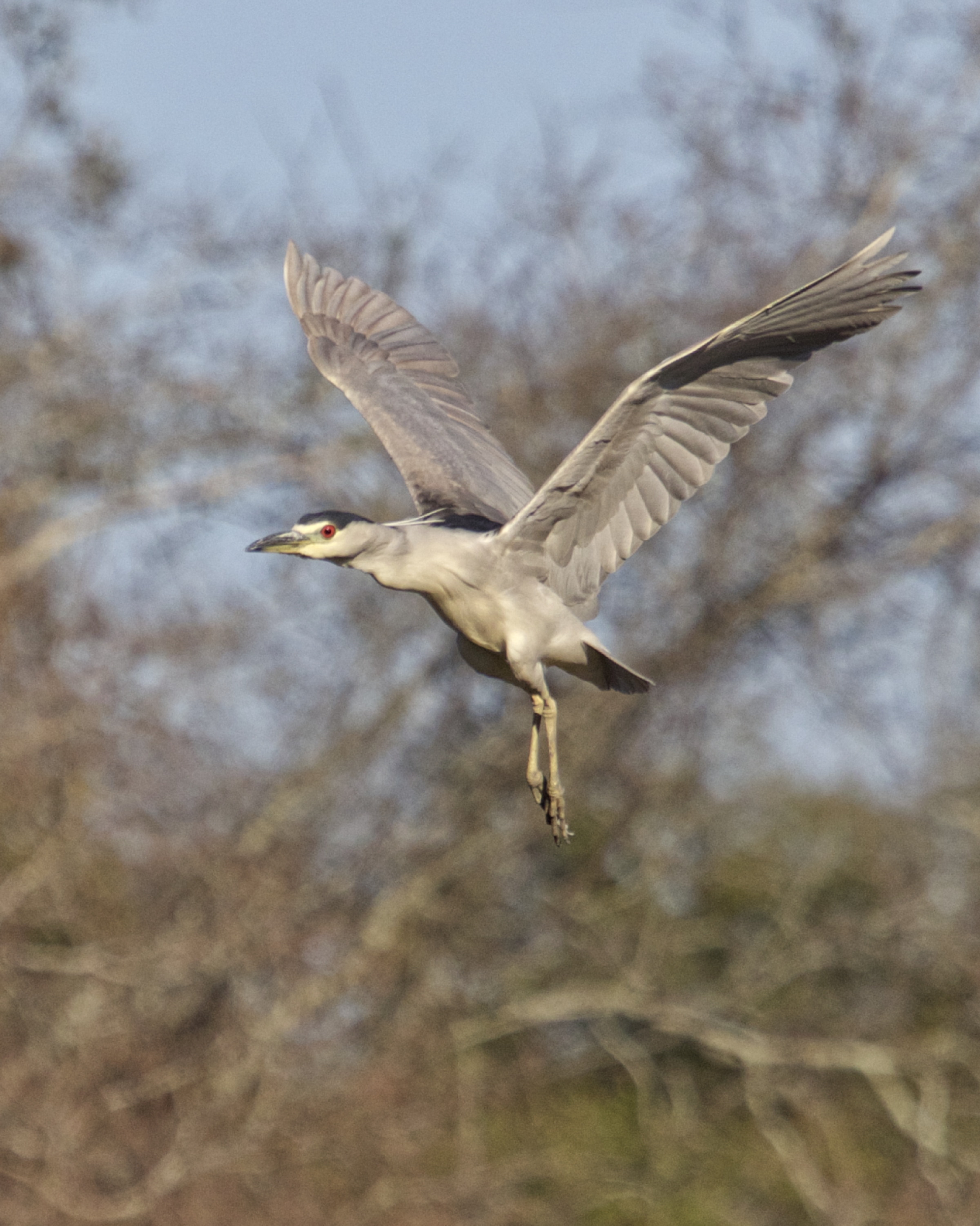 With the coast clear the herons returned to the safety of their tree one by one..