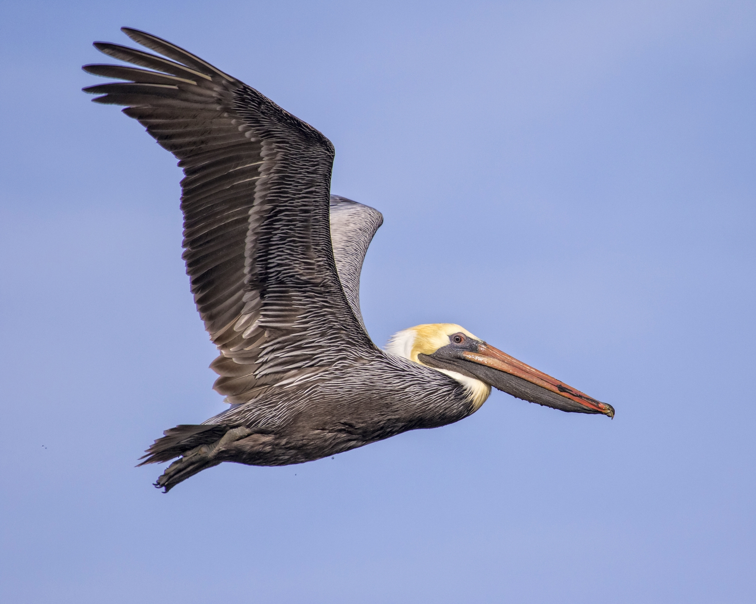 The Brown Pelicans are also beginning to show breeding colors..note the yellow head feathers ..