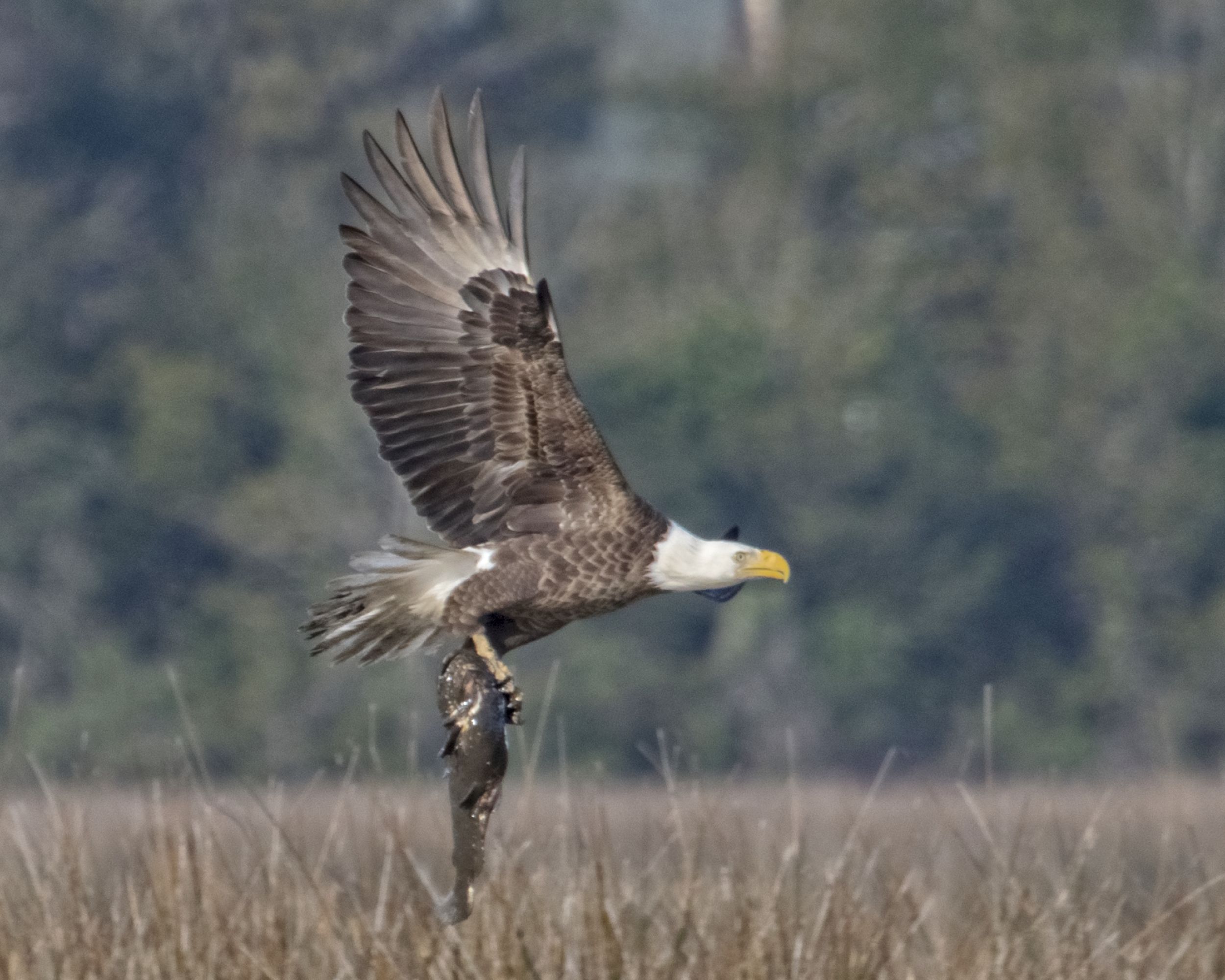 This Bald Eagle is bringing catfish to feed the hungry beaks at it's nearby nest.