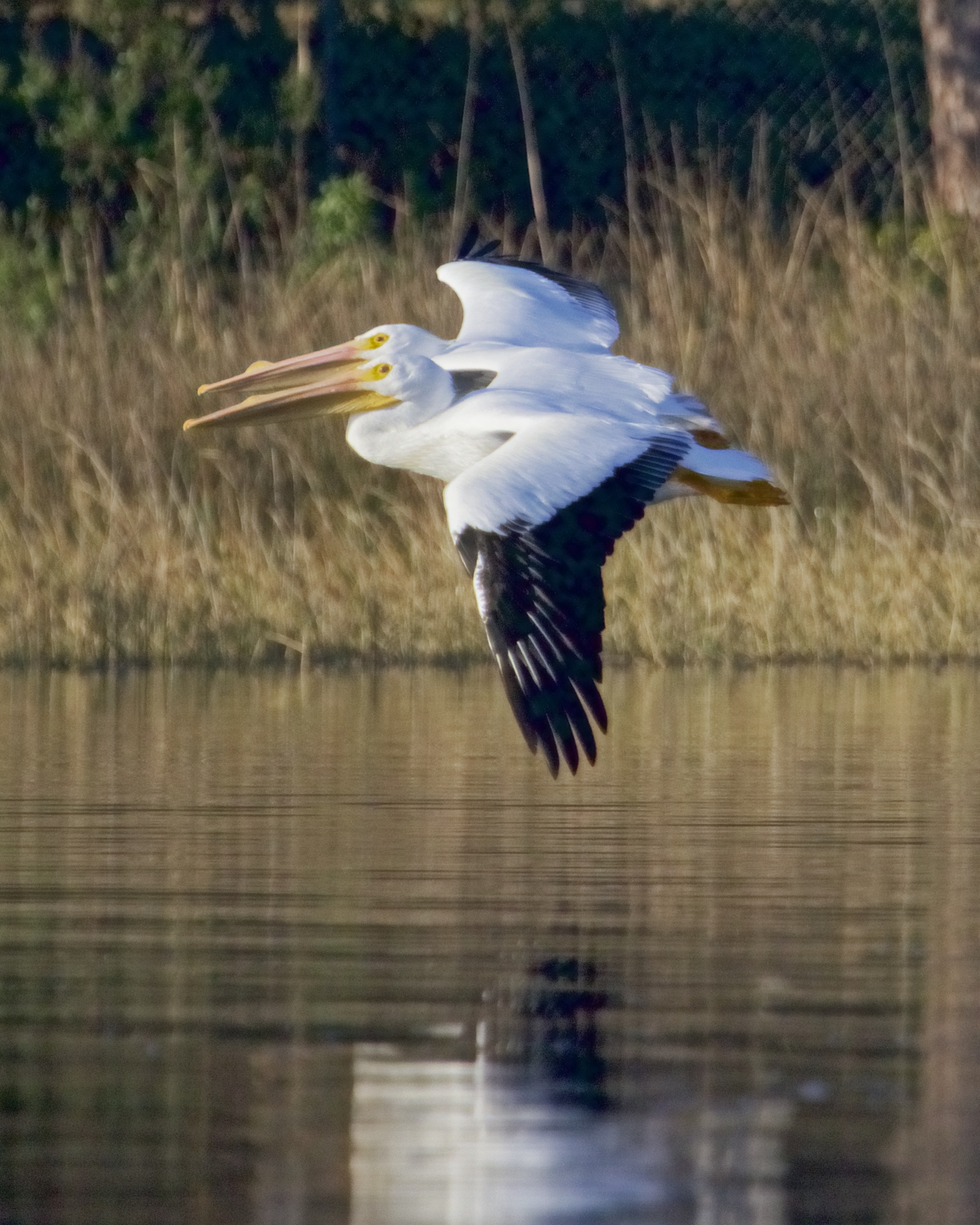 Tandom Flight..Breeding sails are showing on the beaks of this pair of male White Pelicans