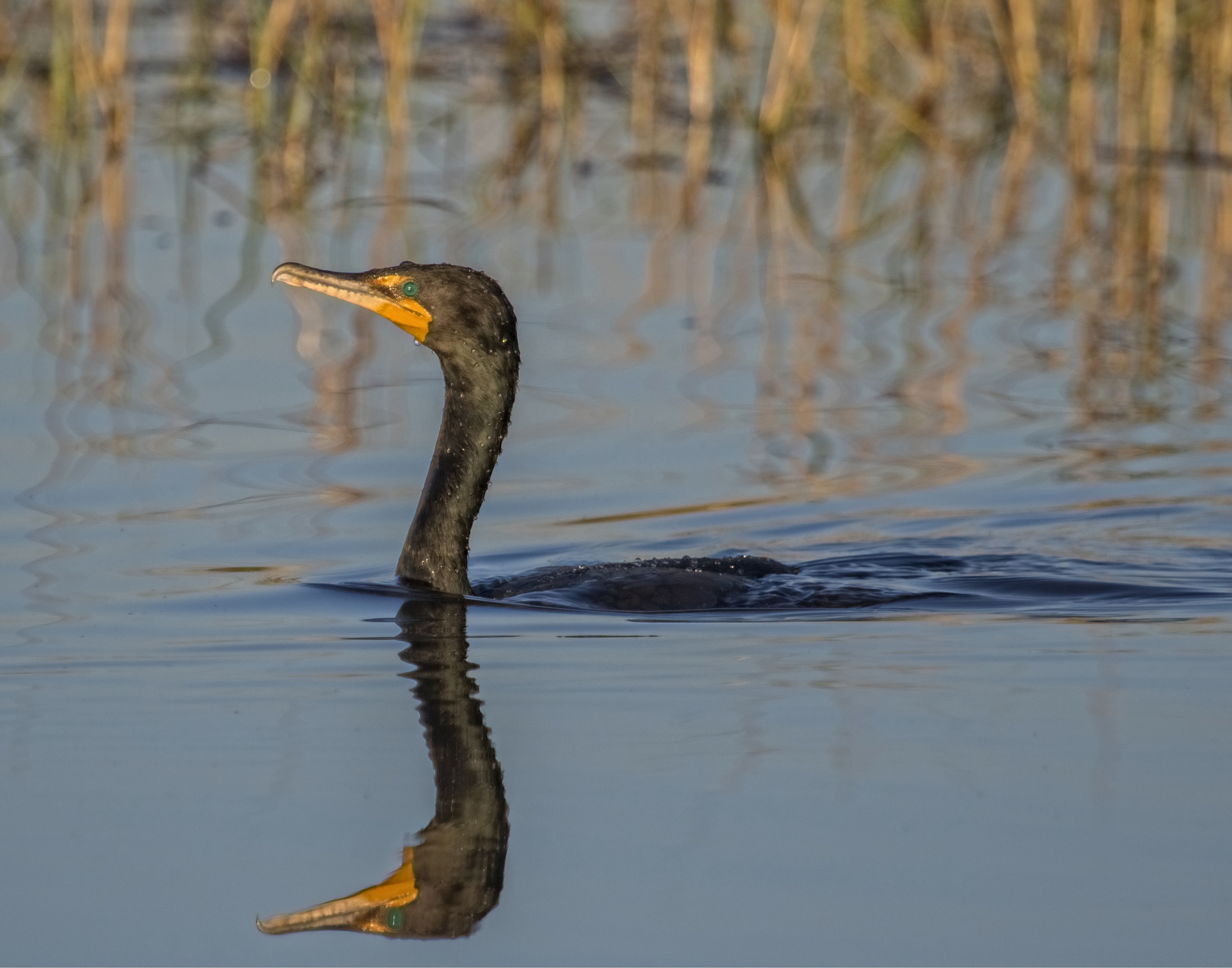 Bright blue green eyes on this male Double Crested Cormorant and bright orange on the beak are indicative of breeding plumage also..