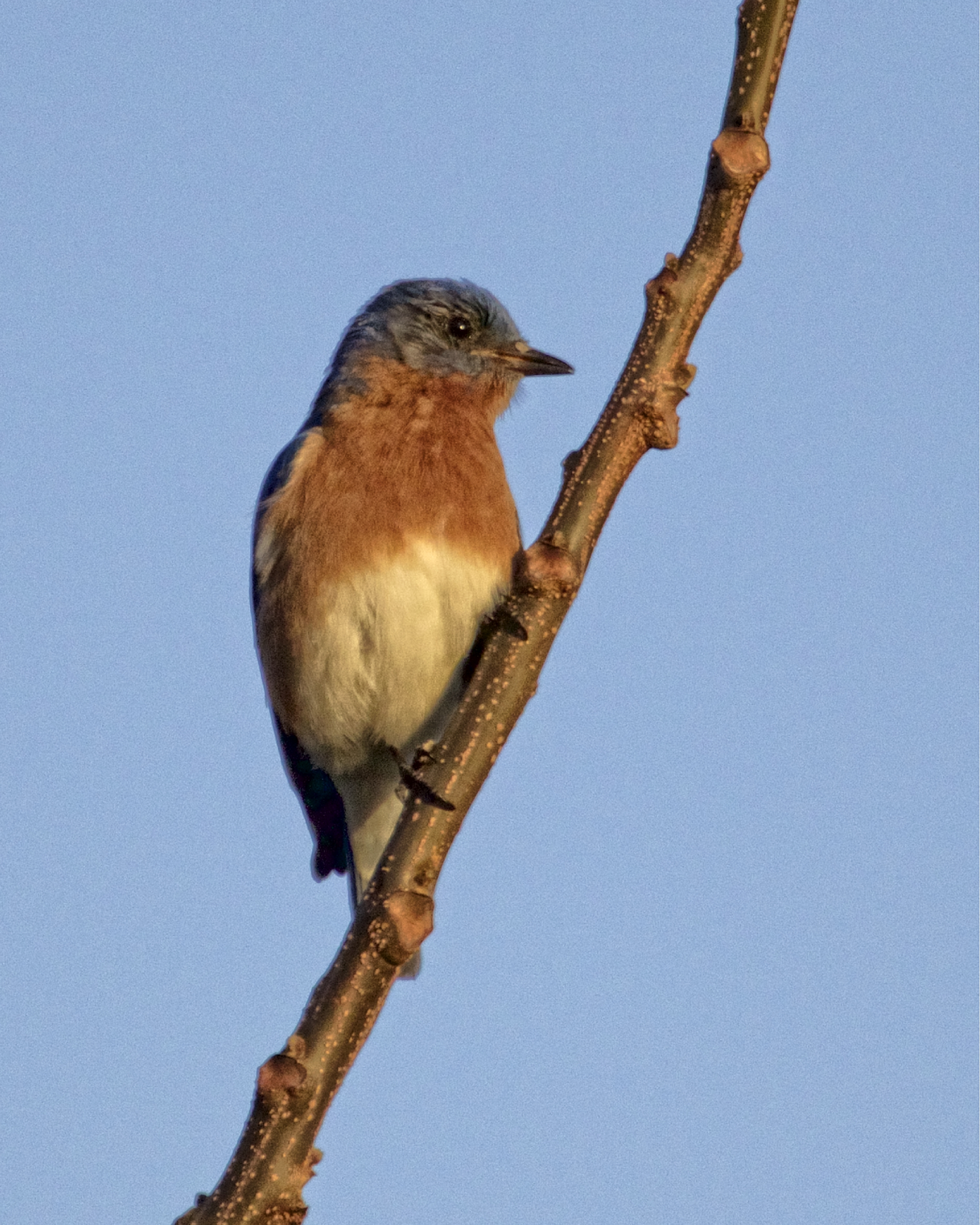 This male Eastern Bluebird's mate is sitting on eggs already..