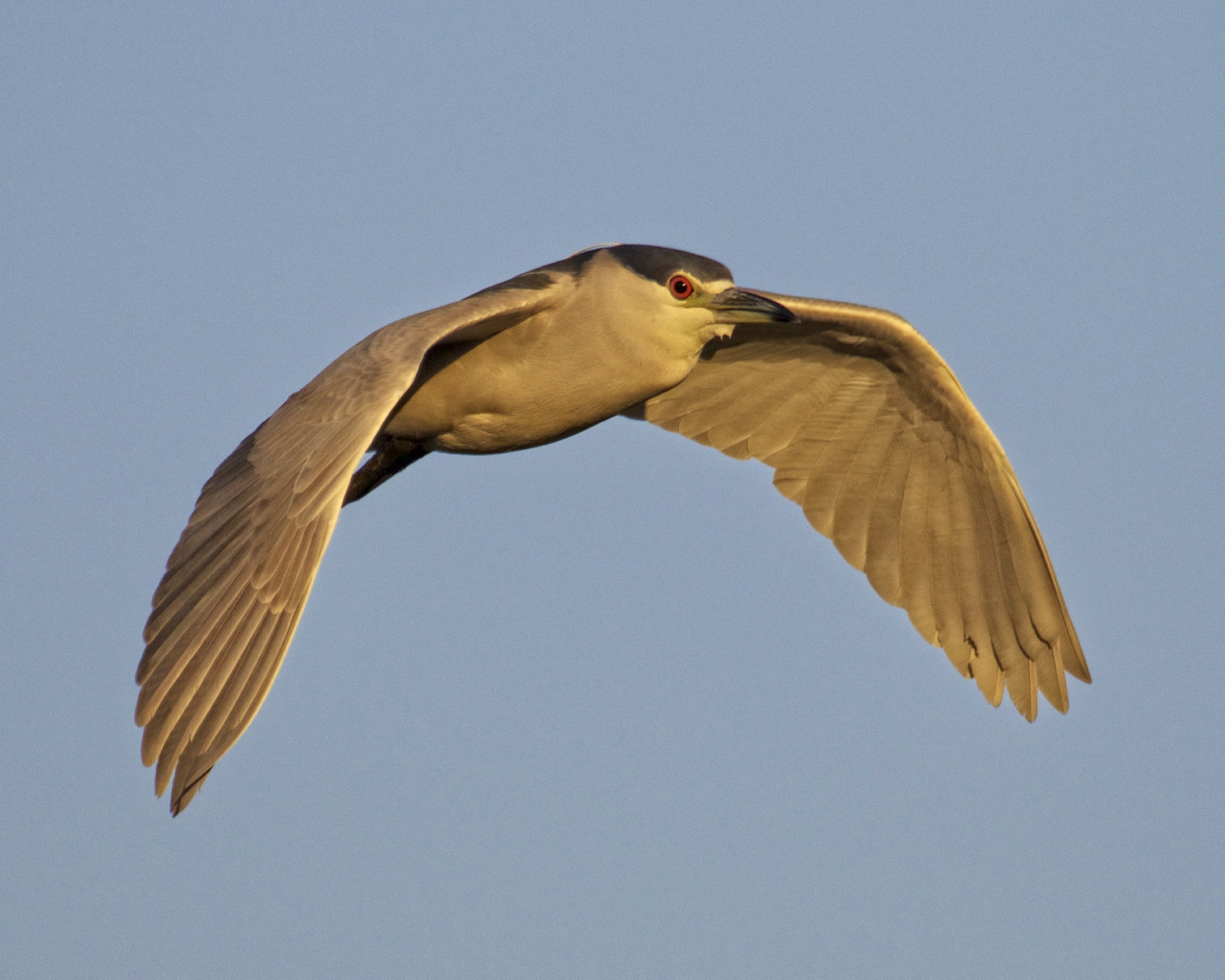 This Black Crowned Night Heron taking the "Red-eye" flight home in the early morning has its white breeding plume also..