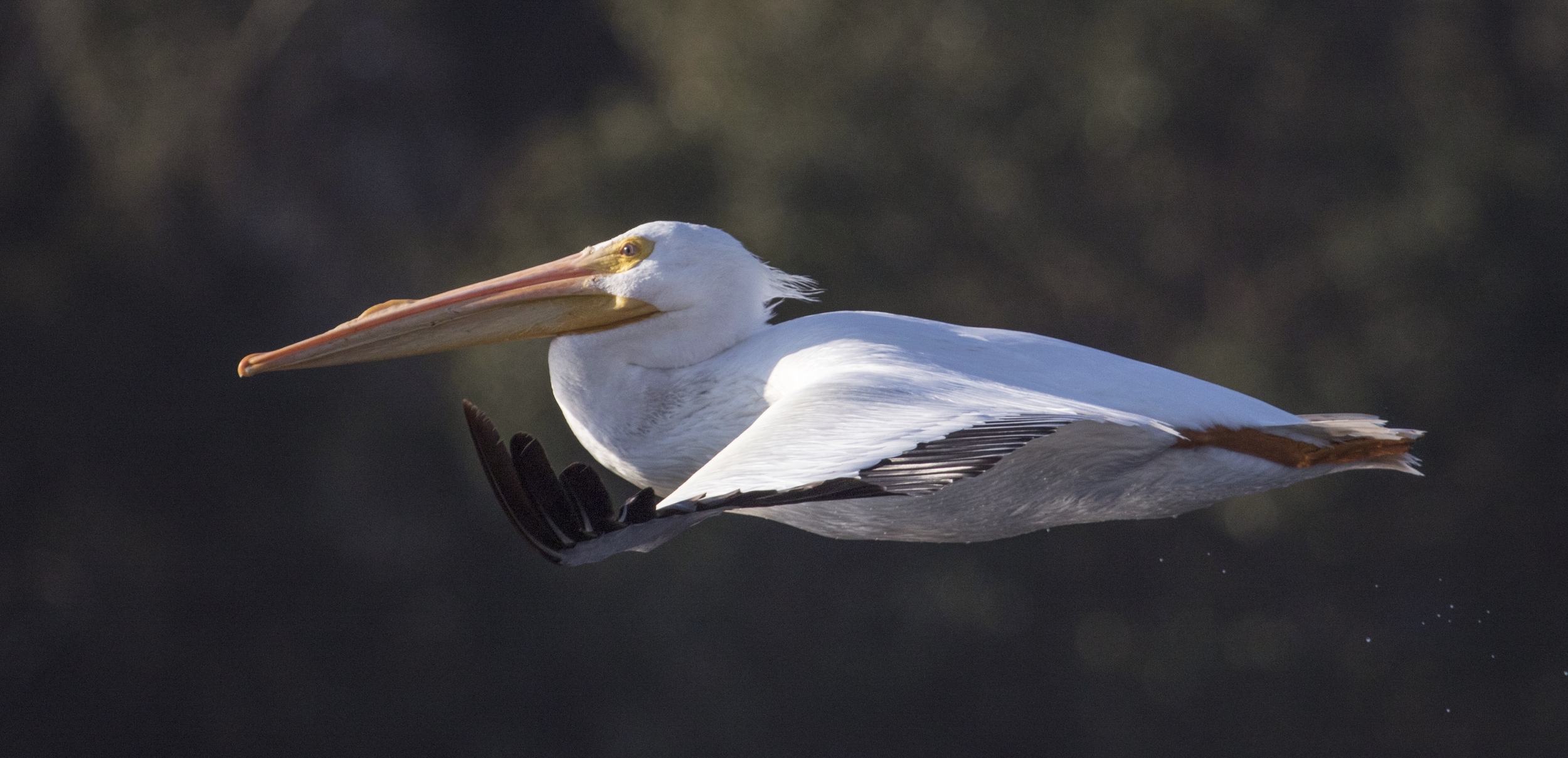 Another male White Pelican with its Breeding sail on the beak flies by my Wavewalk Kayak..
