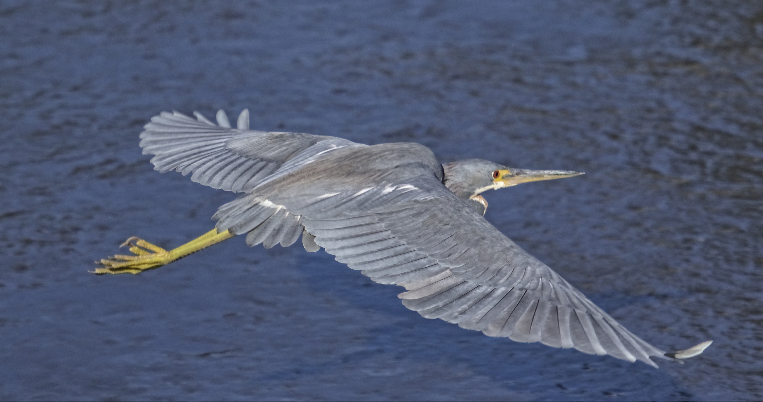 Doug's dock renovation is done and the Birds of the Broward fly in for a dedication. First to arrive is the Tricolored Heron.