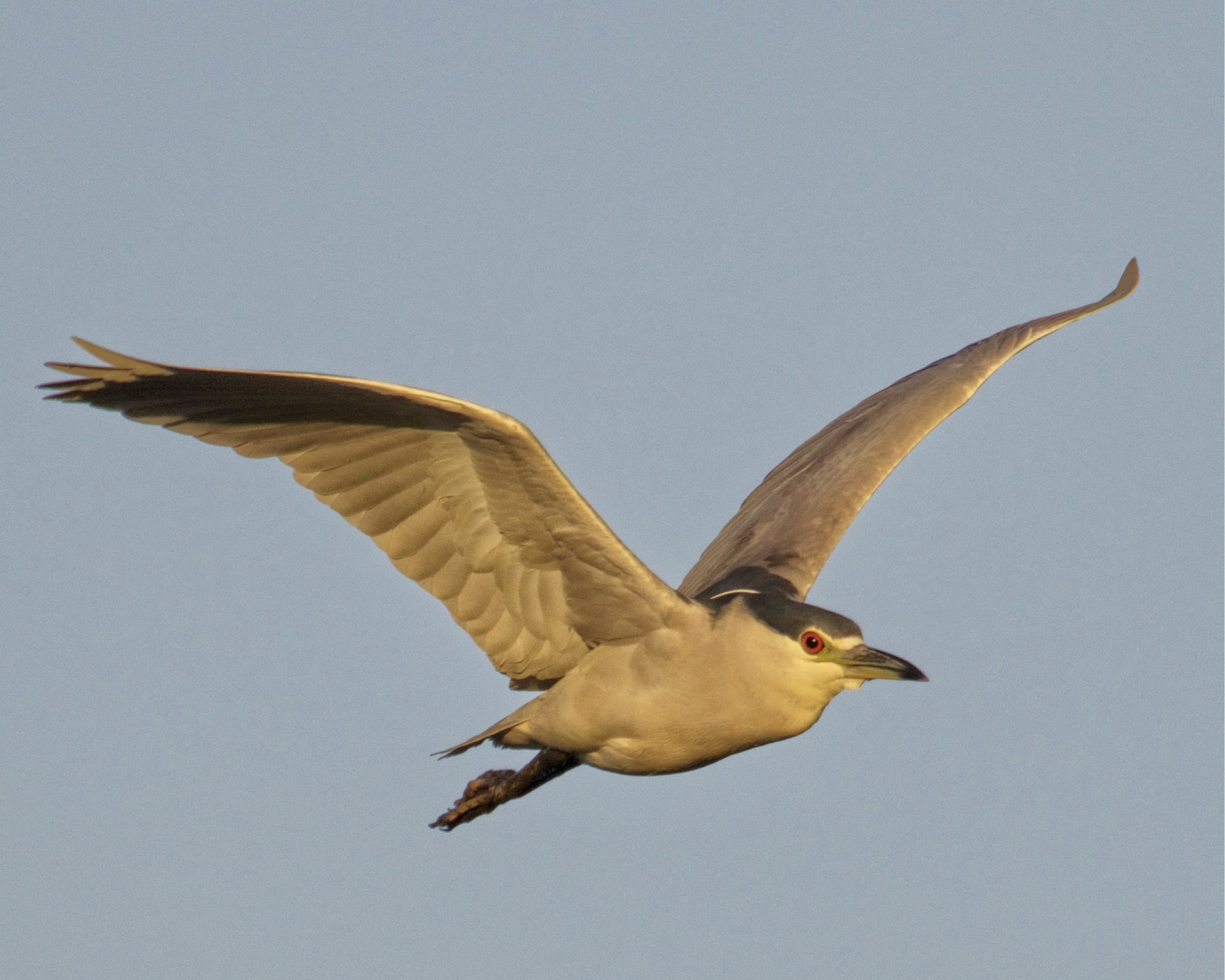 The Black Crowned Night Herons do a flyover!