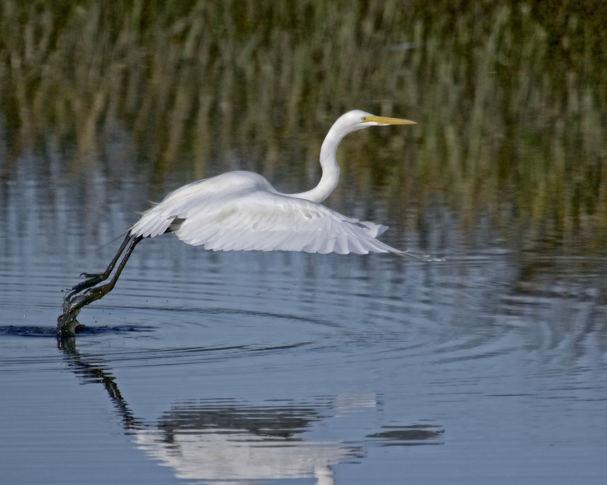 The Great Egret can't wait to see the new dock project..