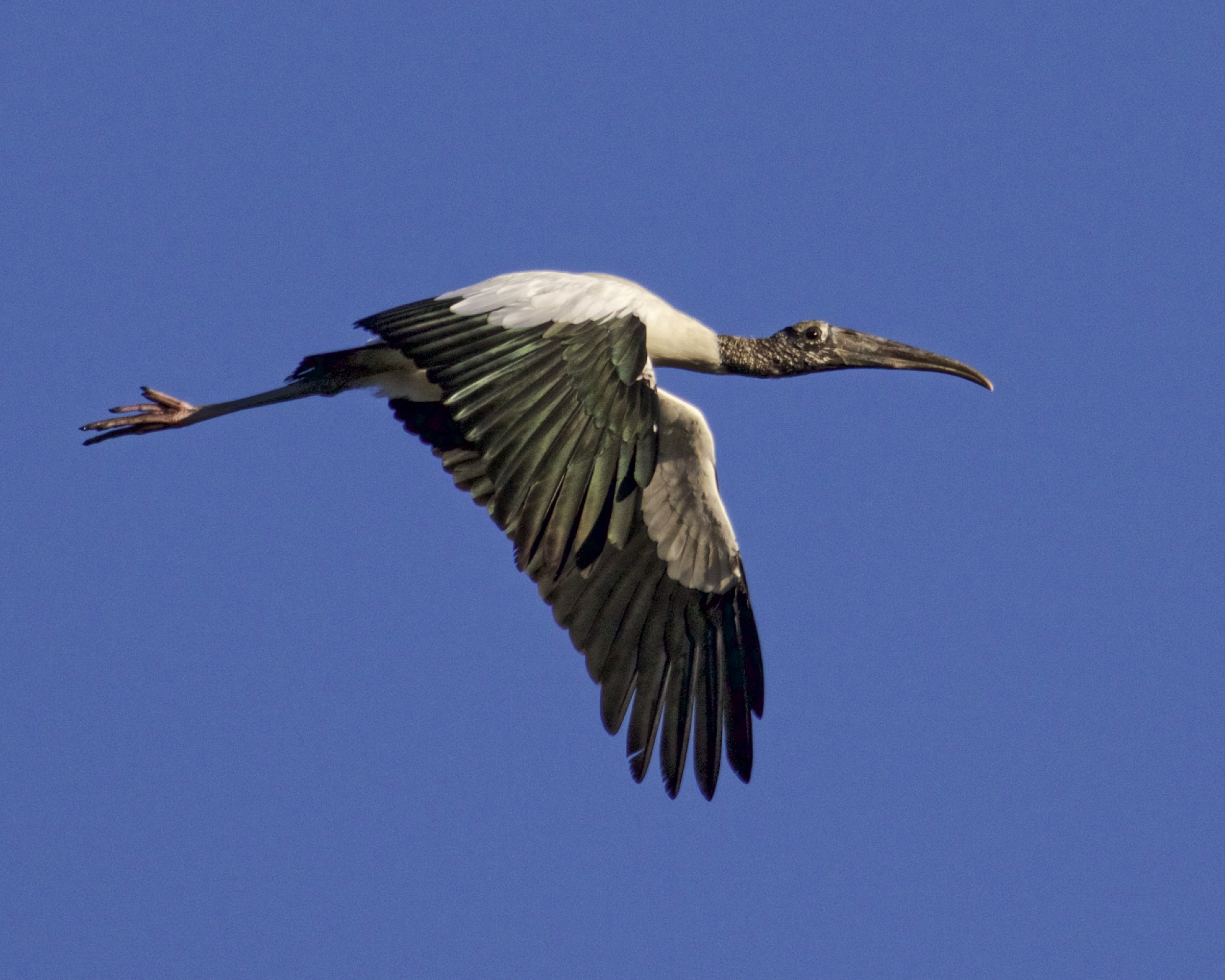 The Wood Stork does a fly over...Wow..nice looking dock..