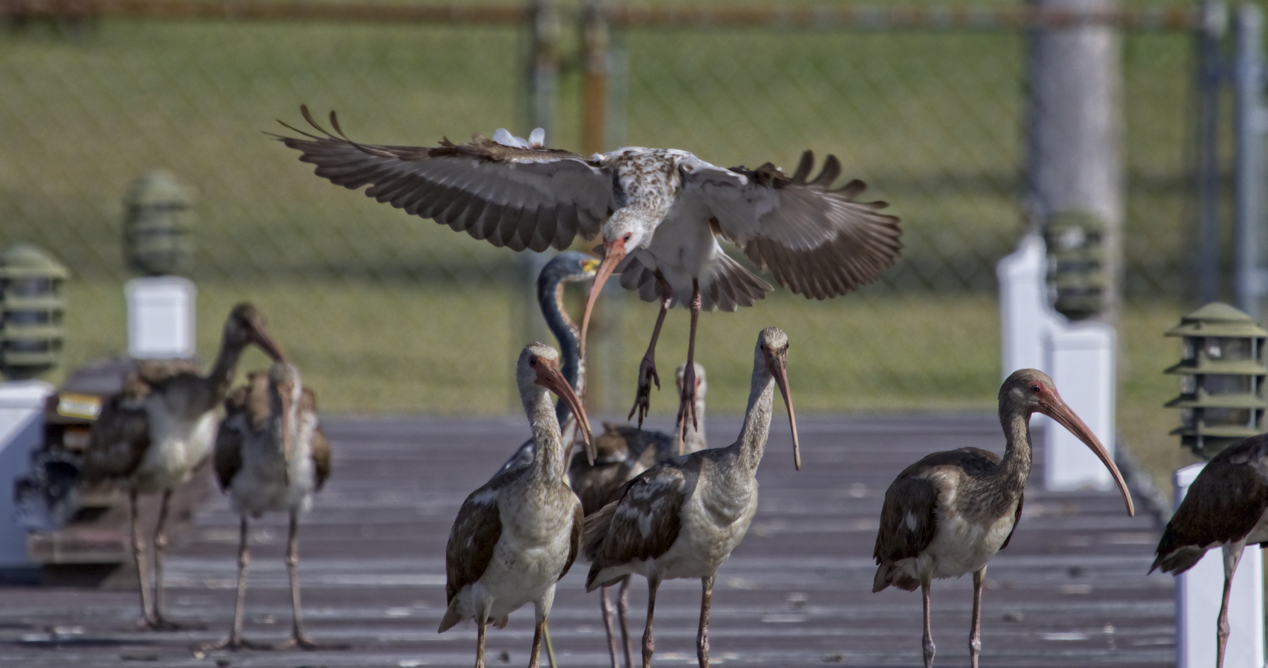 Suddenly the young Ibis fly on to the dock and chase the other birds away..