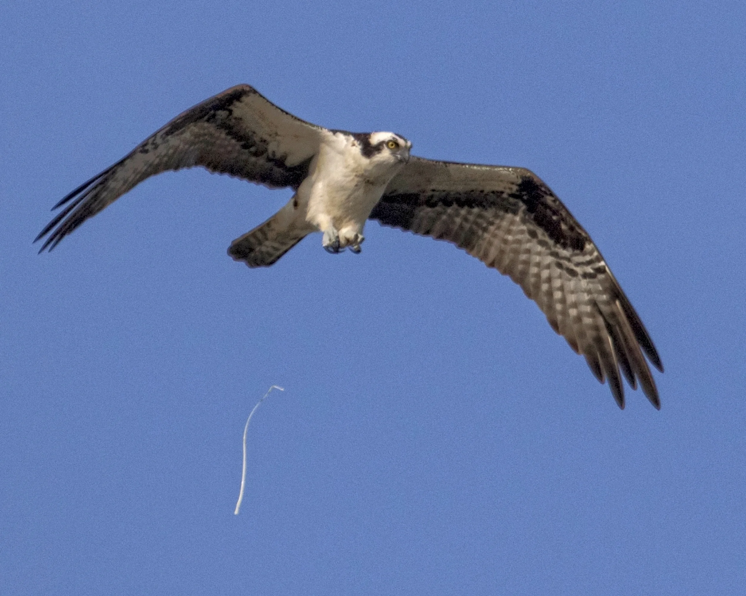 The Osprey does a flyover and decides to add his two cents worth also..bombs away...