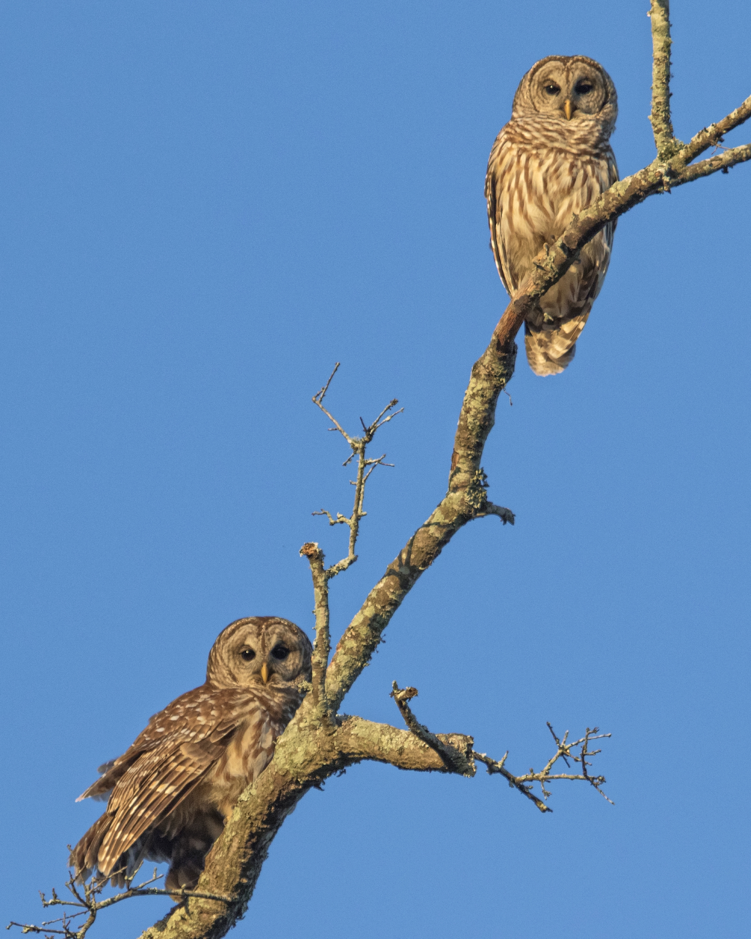 I call the Editor and set up the speaker in the front yard. Soon our pair of Barred Owls is starring down at us. 
