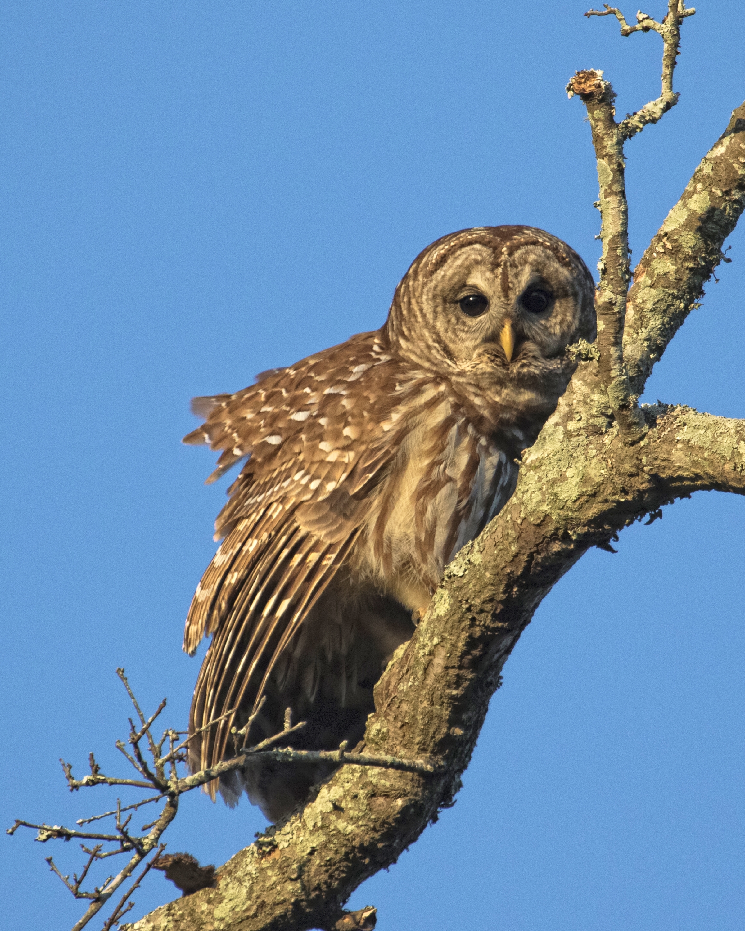 The larger of the pair is most likely the female and she seems the most irritated and vocal.