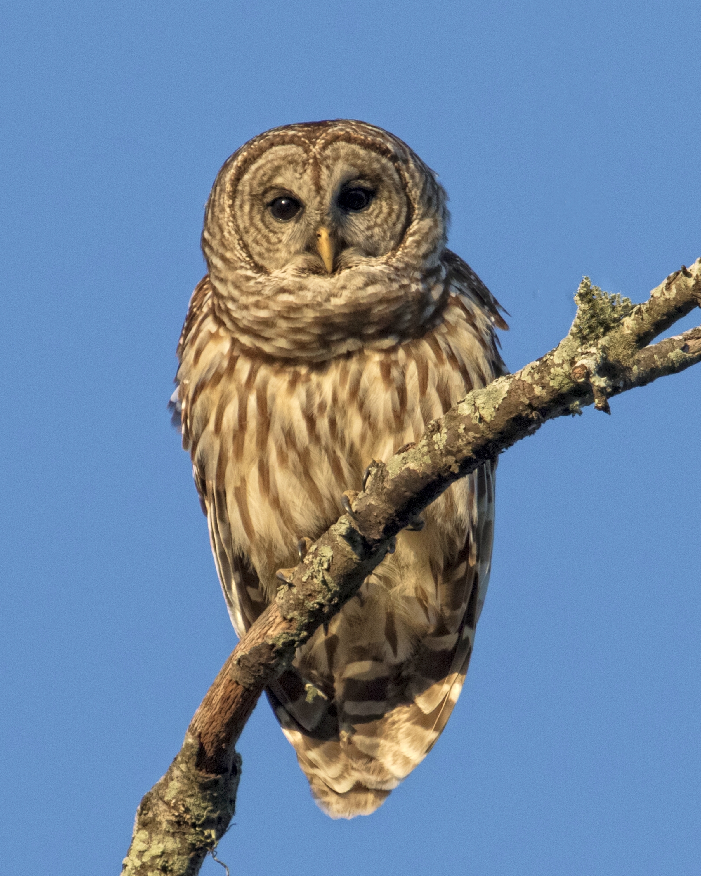 The male just seems to think we sure are some strange looking owls (especially the Editor :)).