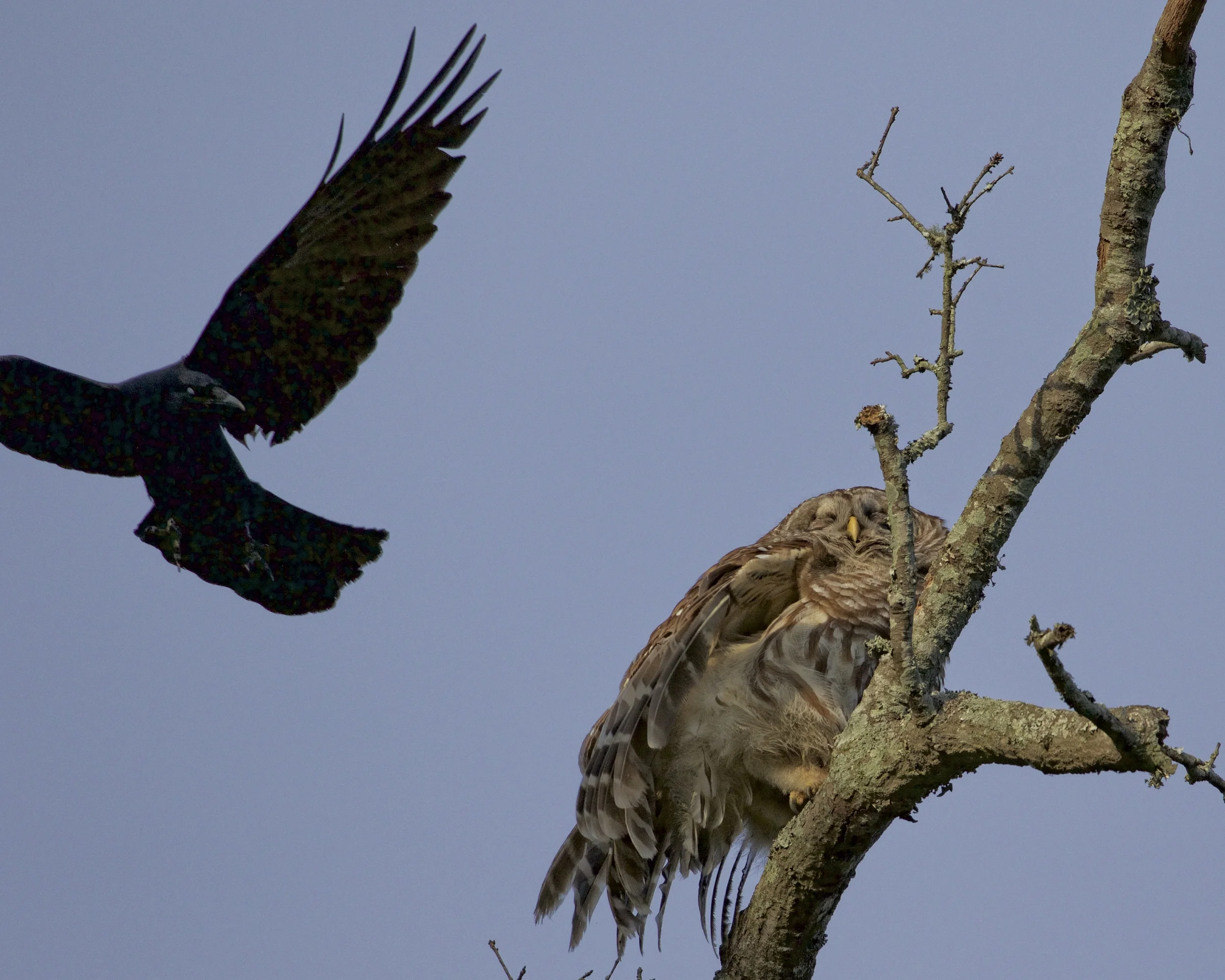 The local crows began to harass the owls.