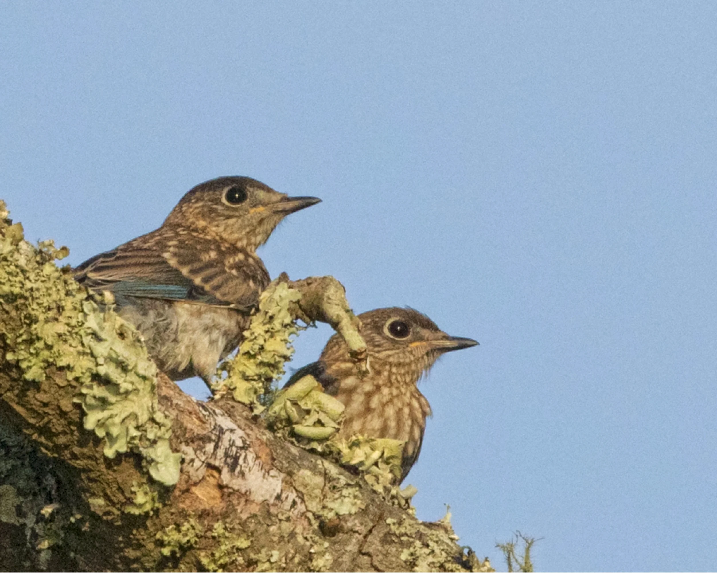 This pair of young Eastern Bluebird babies that just learned how to fly