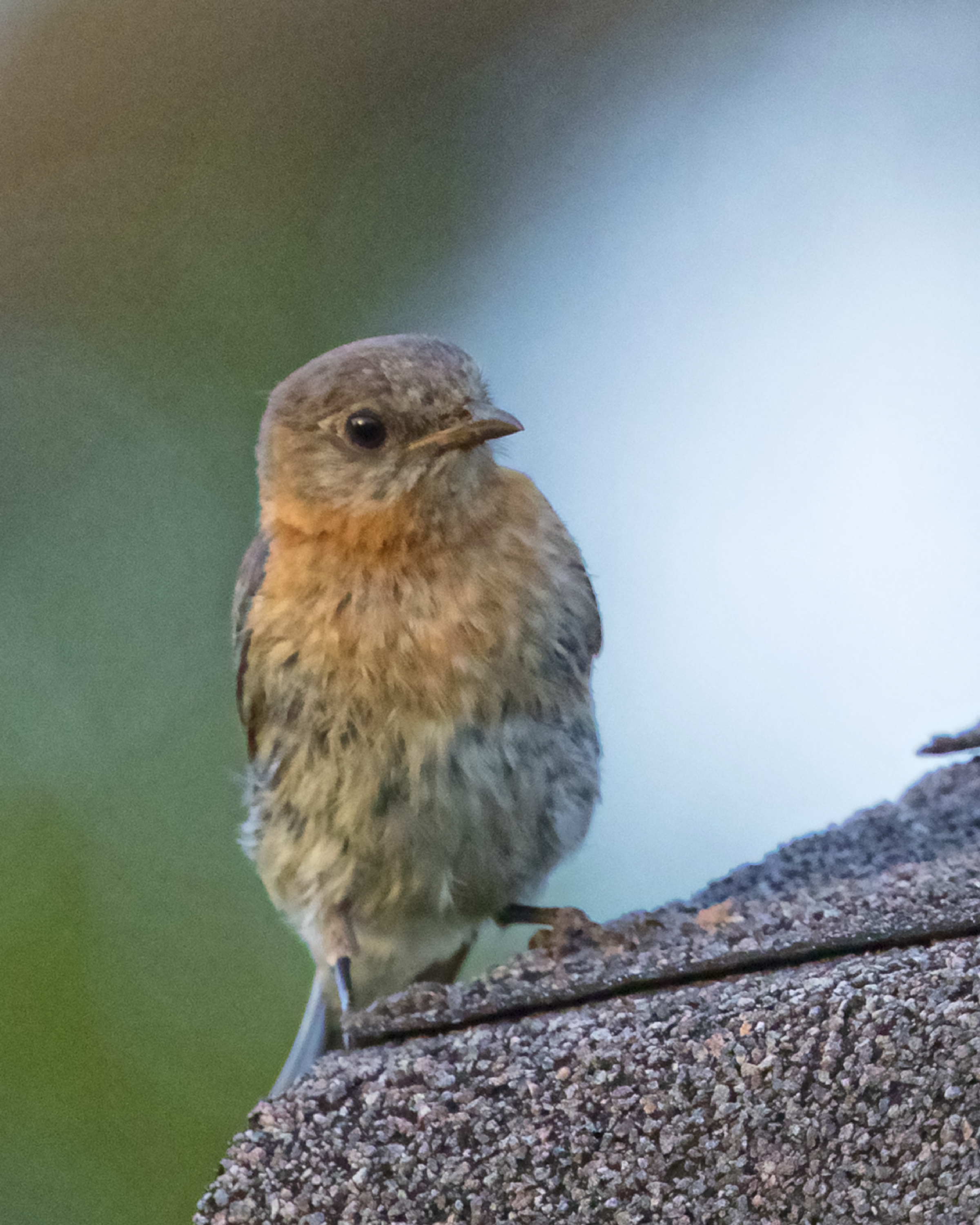This Bluebird Momma spends a lot of time getting bugs for the kids...
