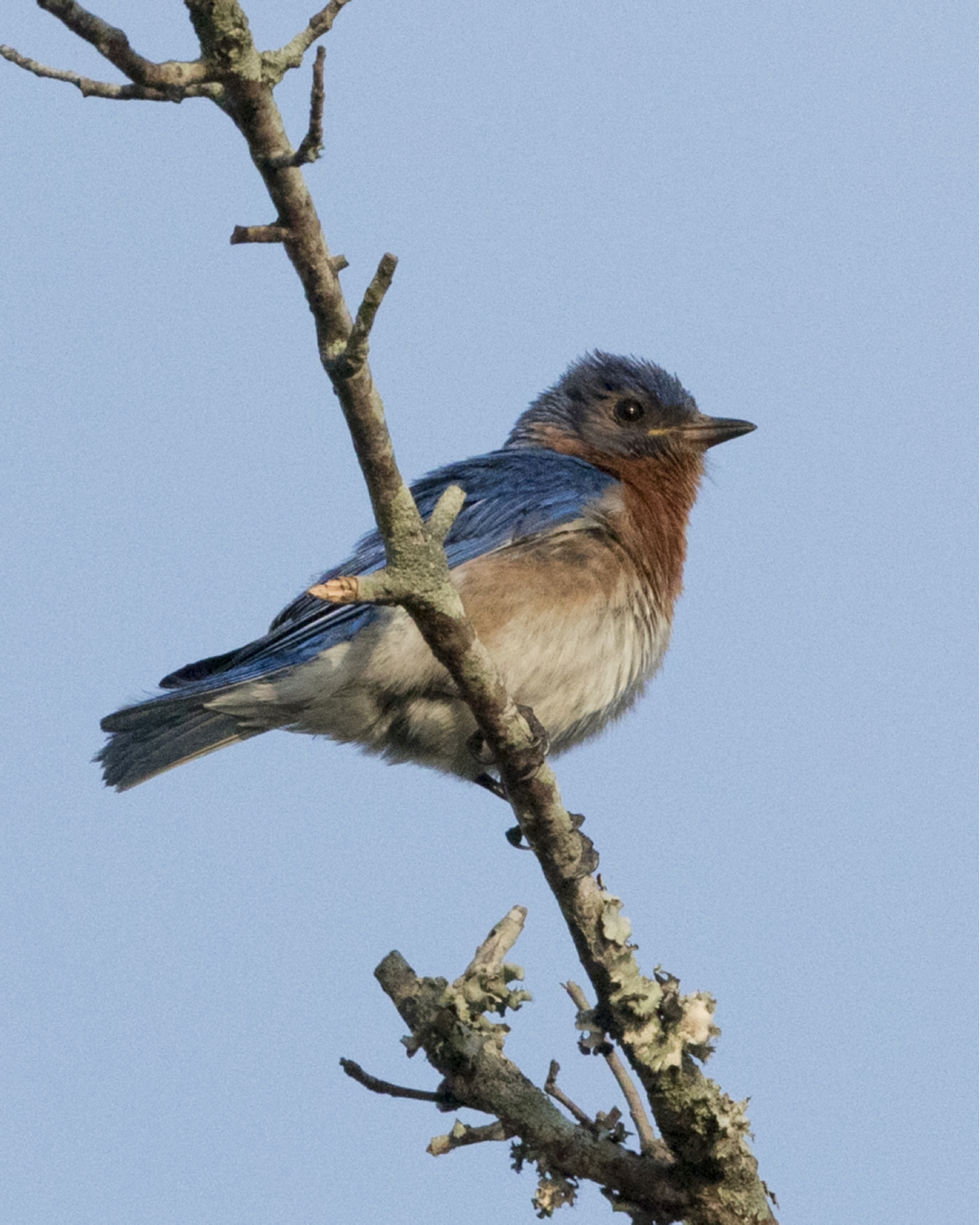 Thankfully the Bluebird babies still have a daddy to watch over them and teach them to fly..
