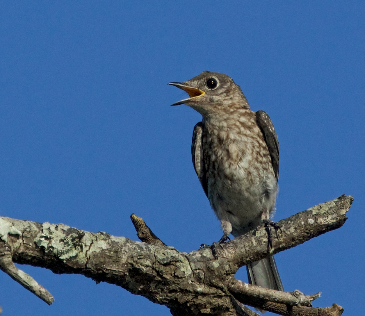 This baby Bluebird is the apple of it's daddy Bluebird's eye...It has fully fledged and feeding on its own now..