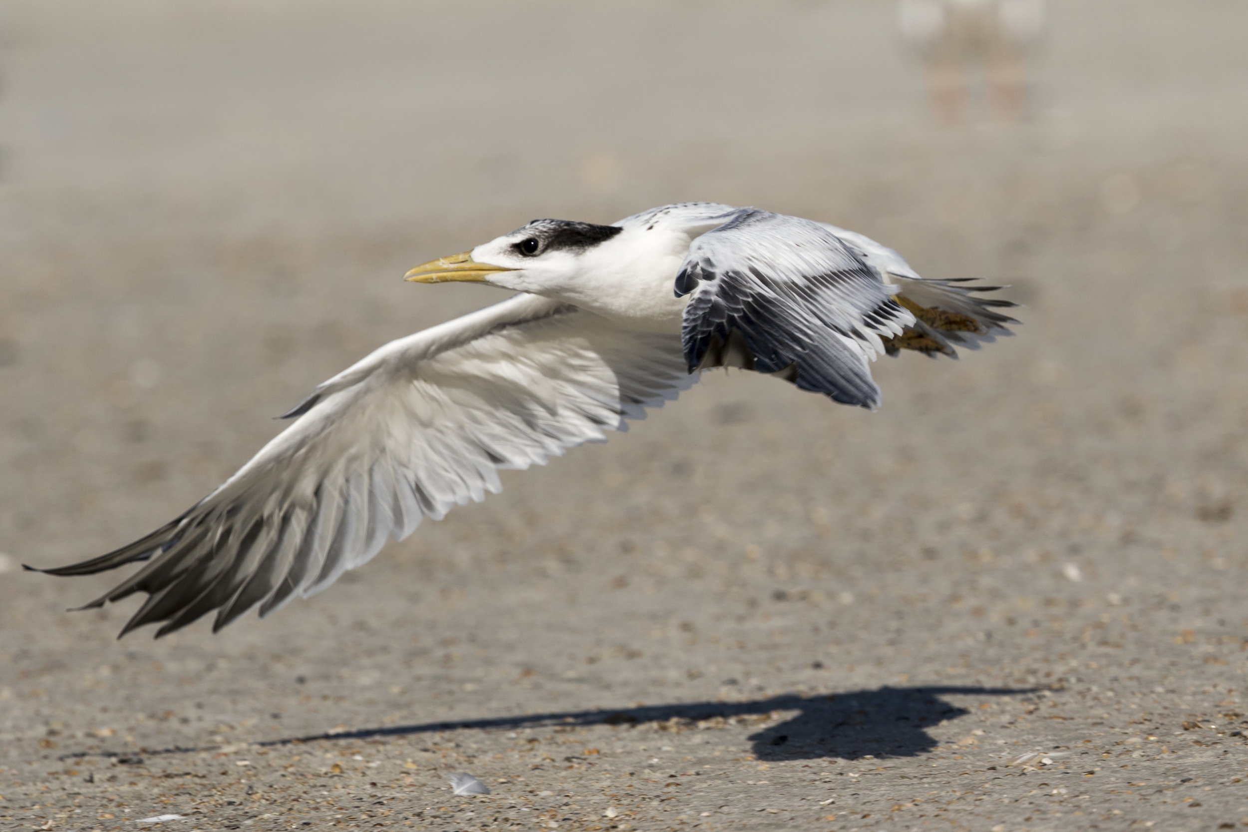 Look at me fly...I can zoom all around the beach...I am actually flying! Wheeee!