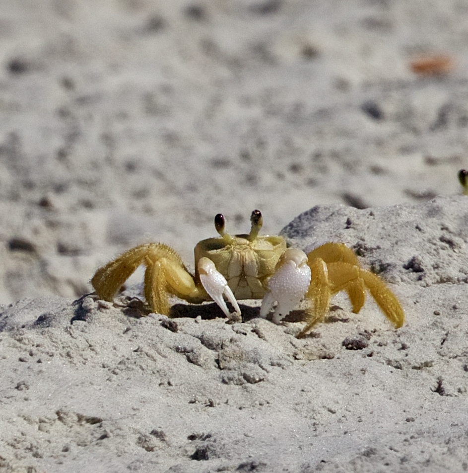 Gee, wish I could fly but I don't stand a ghost of a chance...cause I'm a Ghost Crab..