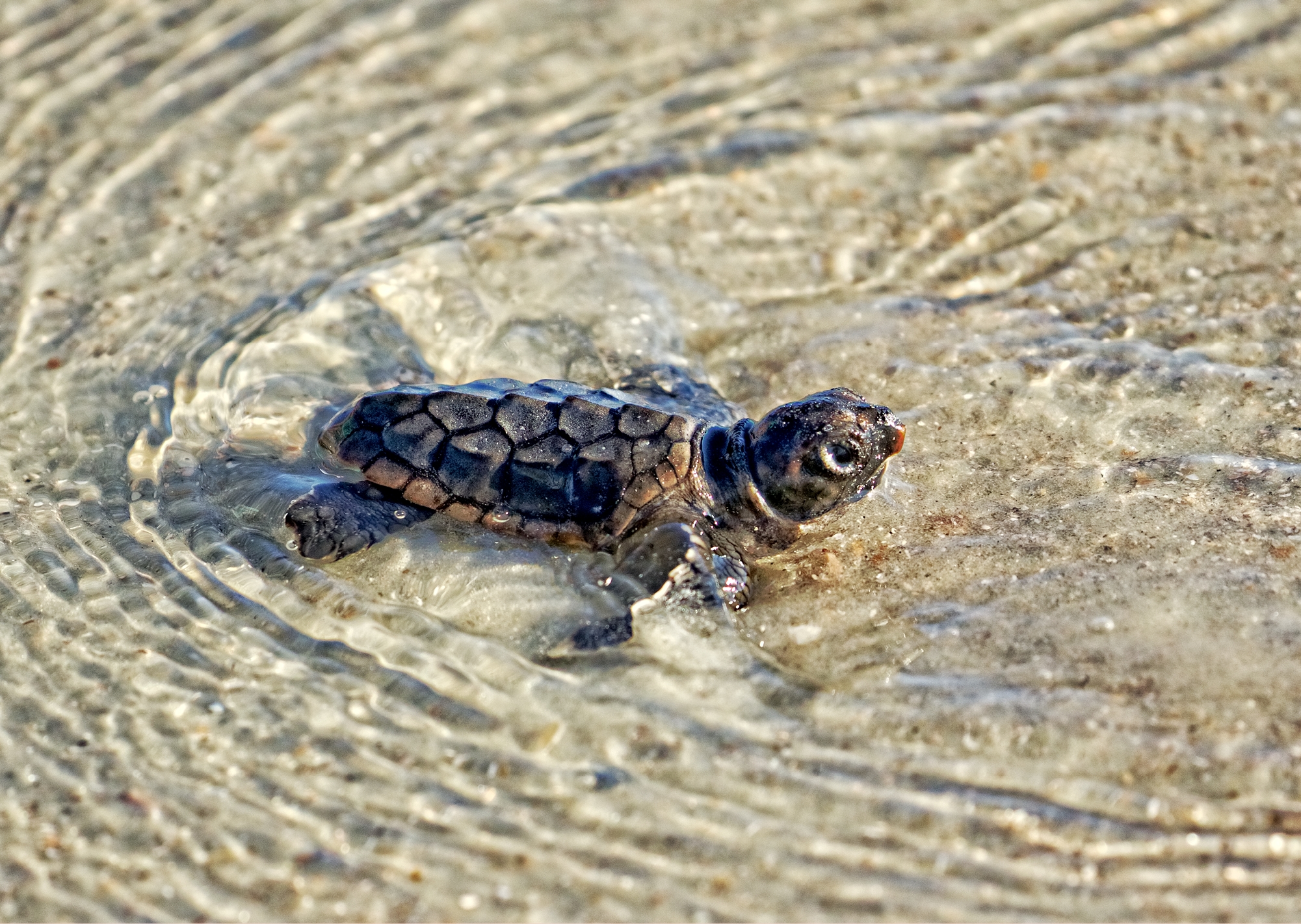 Now which way to Atlantis?...hatchlings turtles head out to find floating Sargassum in the sea to spend the next decade or so..Godspeed Lucy..your pathway to the sea was with the aid of human hands..the fate of your return will be in much greater hands.