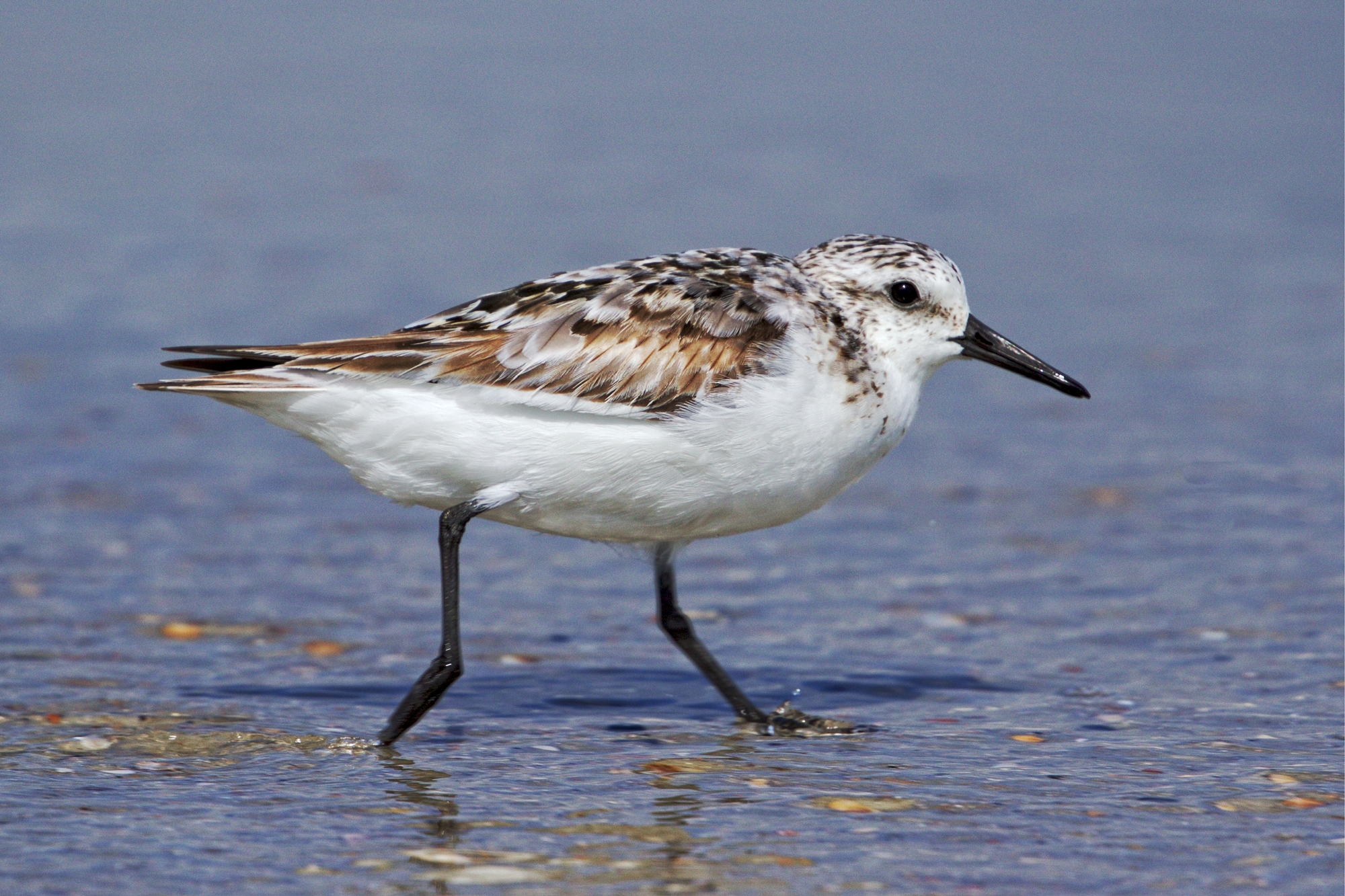 " Freckles" the Sanderling scampers across the surf zone in search of snacks..