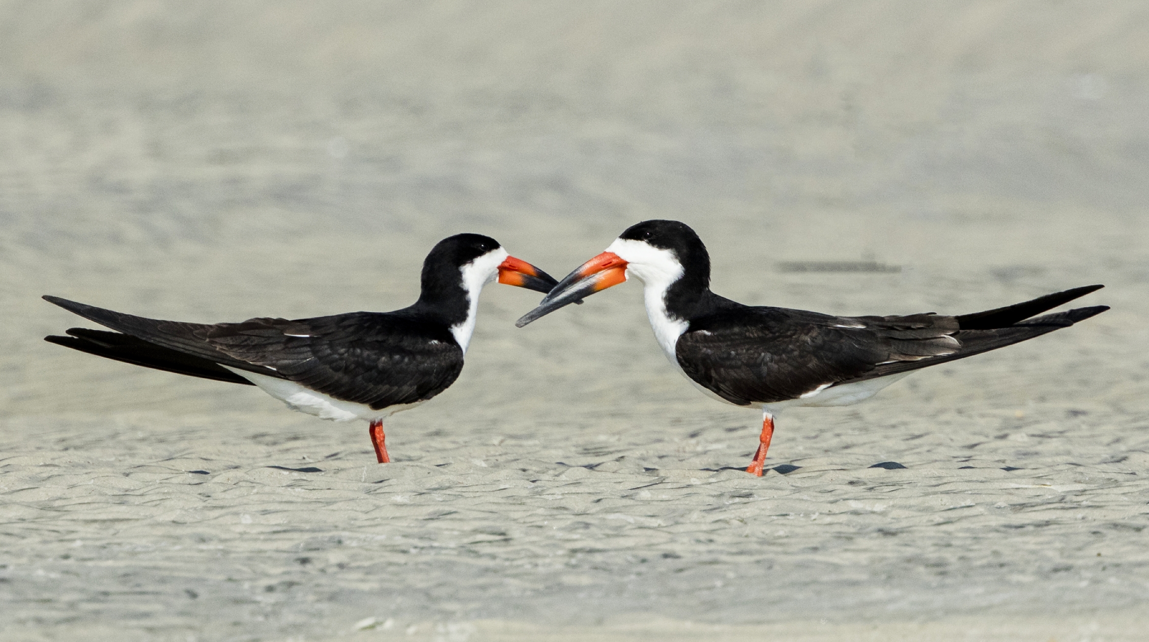 A pair of Black Skimmers watch over there young juvenile nearby..