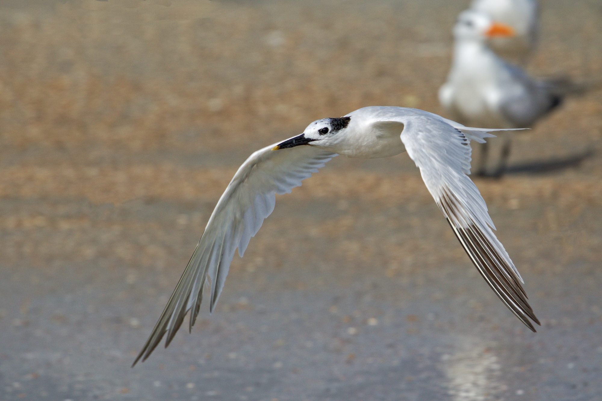 Sandwich Tern heads out to get another fish sandwich to feed the hatchling..