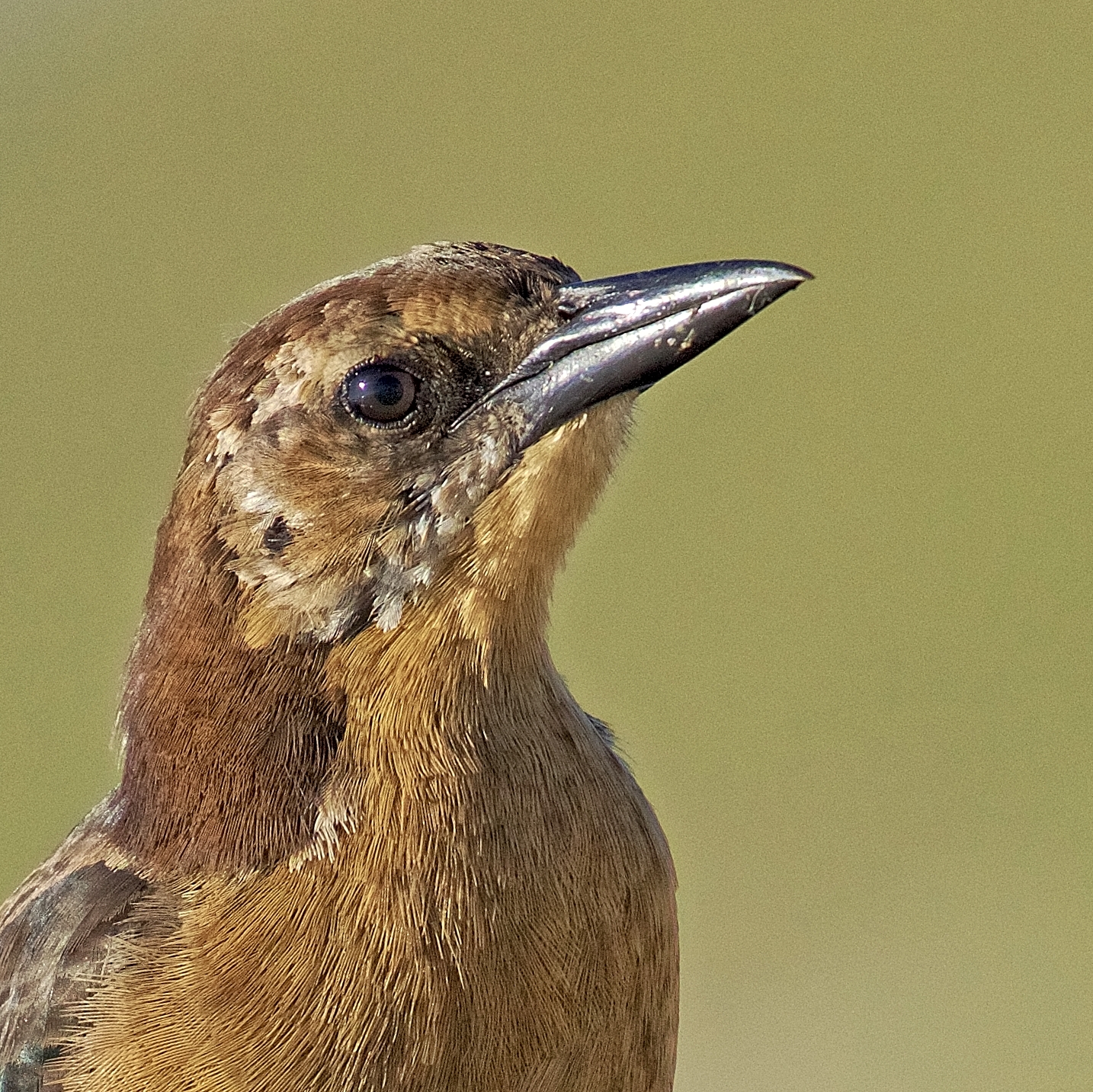 Boat-tailed Grackle (female) eyes up the Editors new Jeep