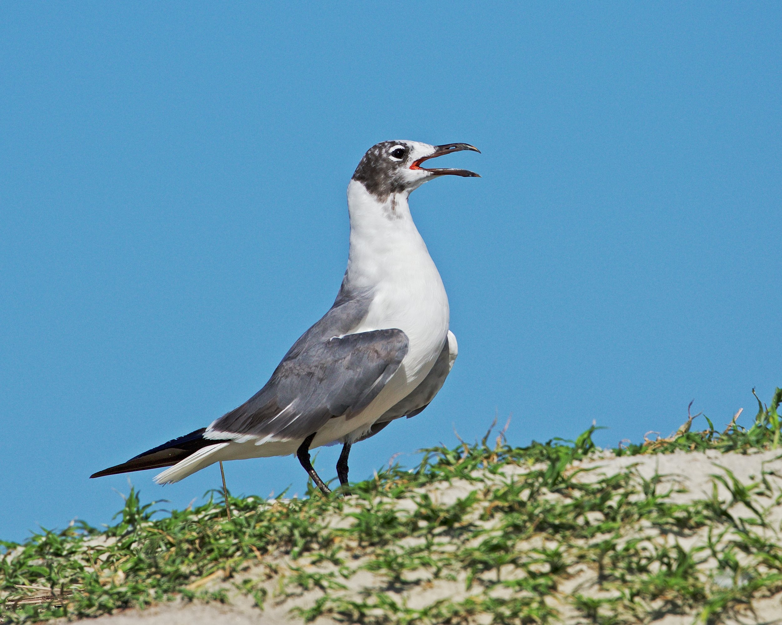 Laughing Gull on vigil sounds the alarm when Turkey Vultures raid the nesting site..note the once jet black breeding colors on the head are fading to grey...sorta like my hair