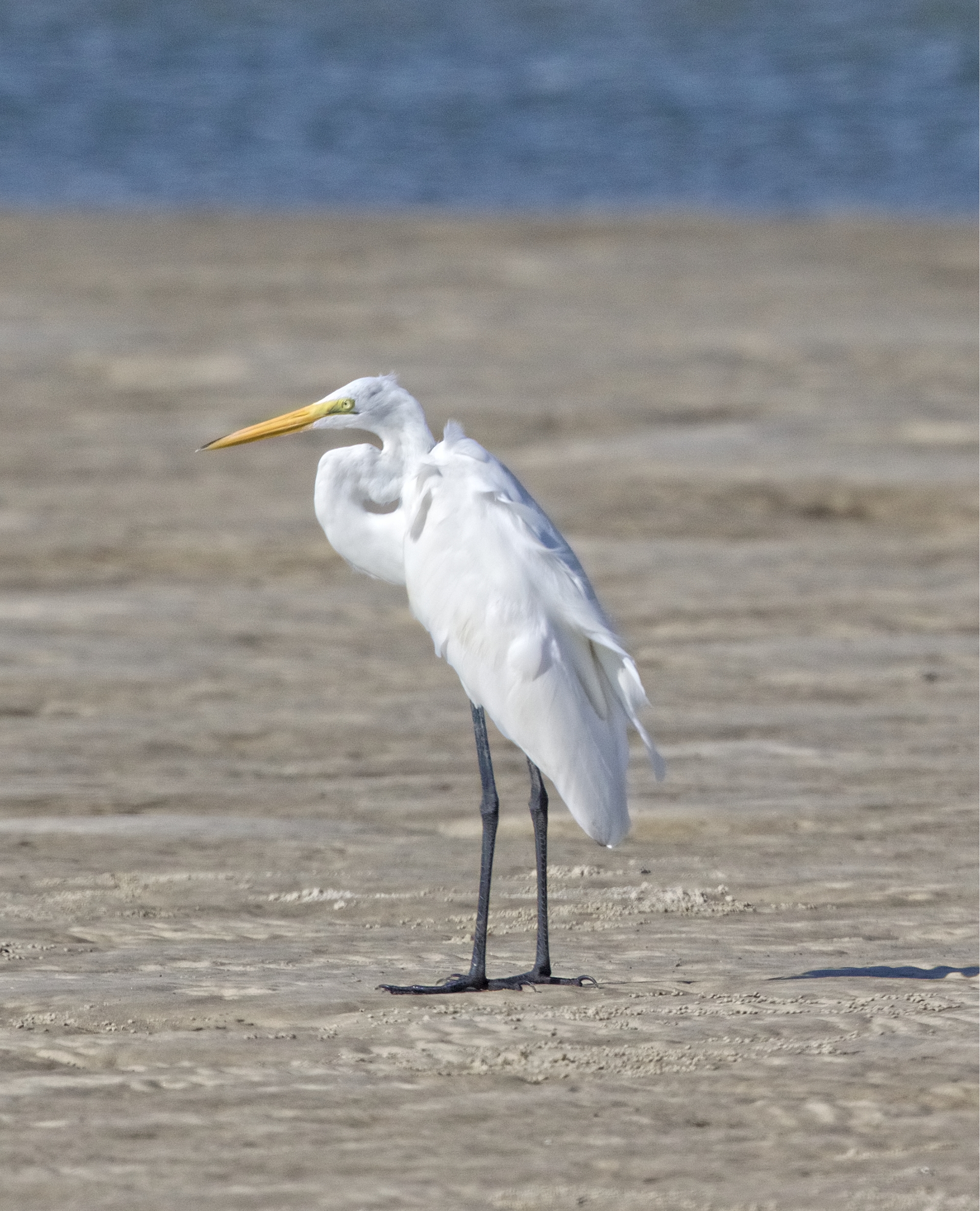 Yellow Beak, Black Feet....Great Egret..