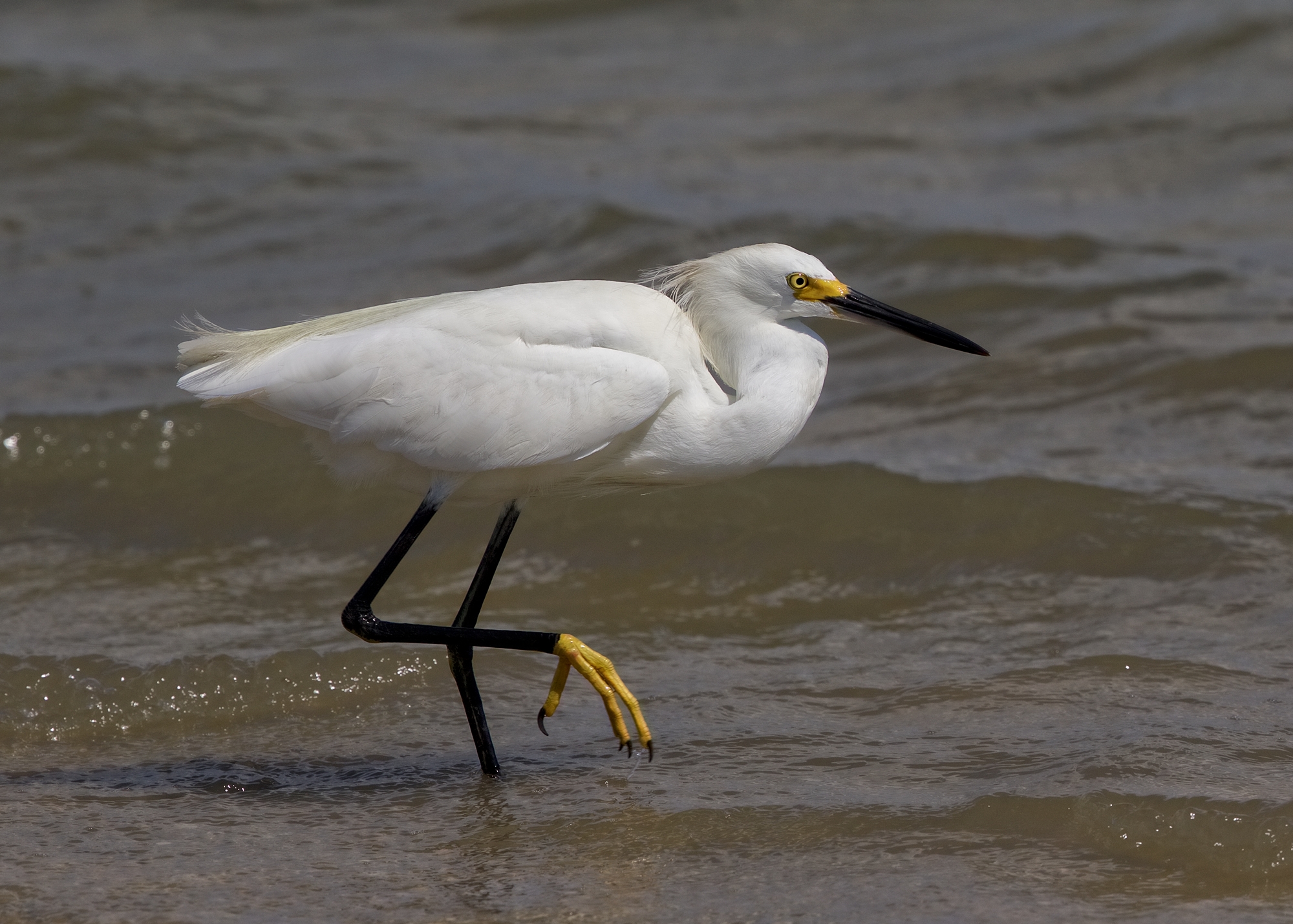 Black Beak, Yellow Feet..Snowy Egret