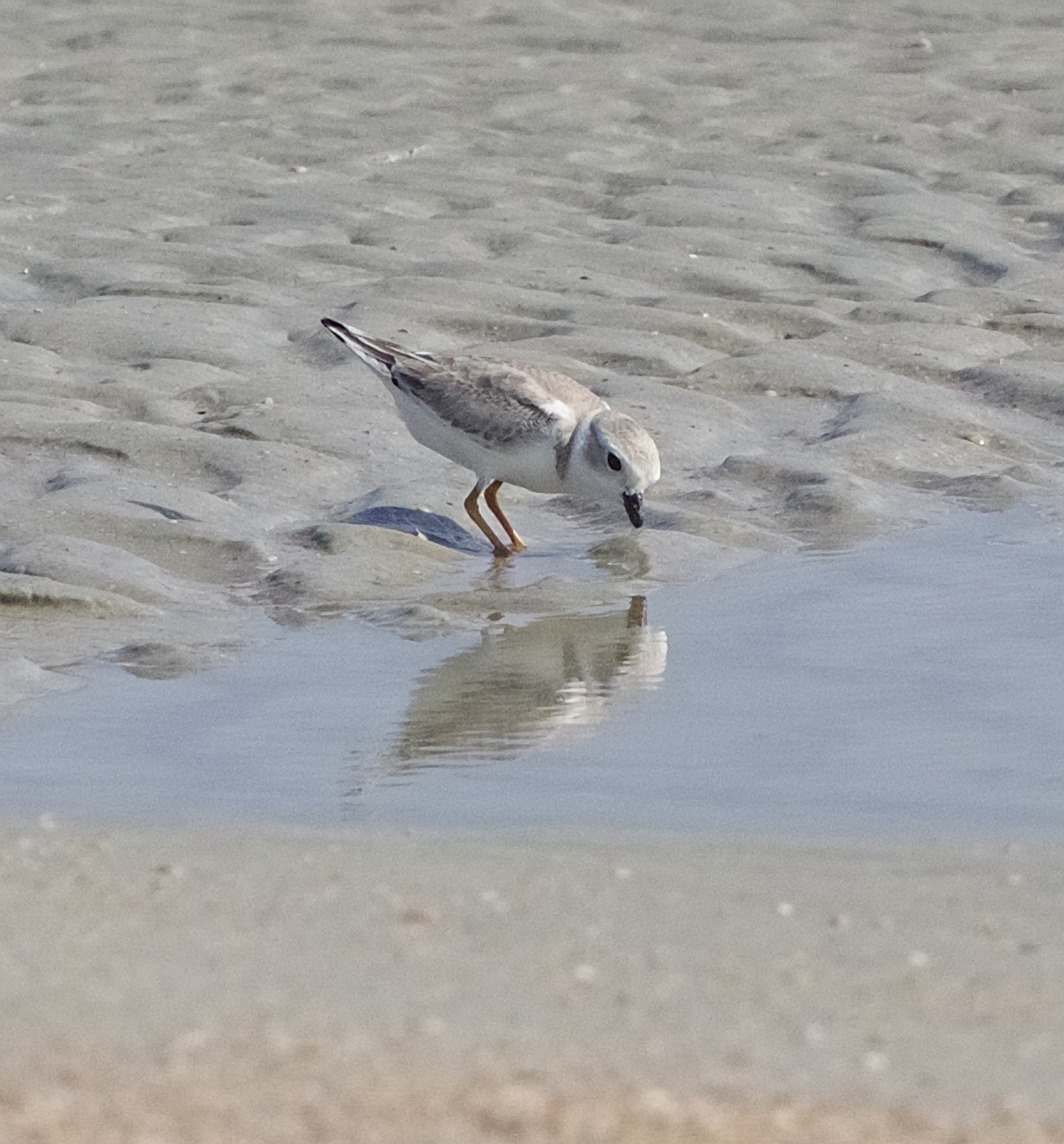 Rare sighting of a Piping Plover