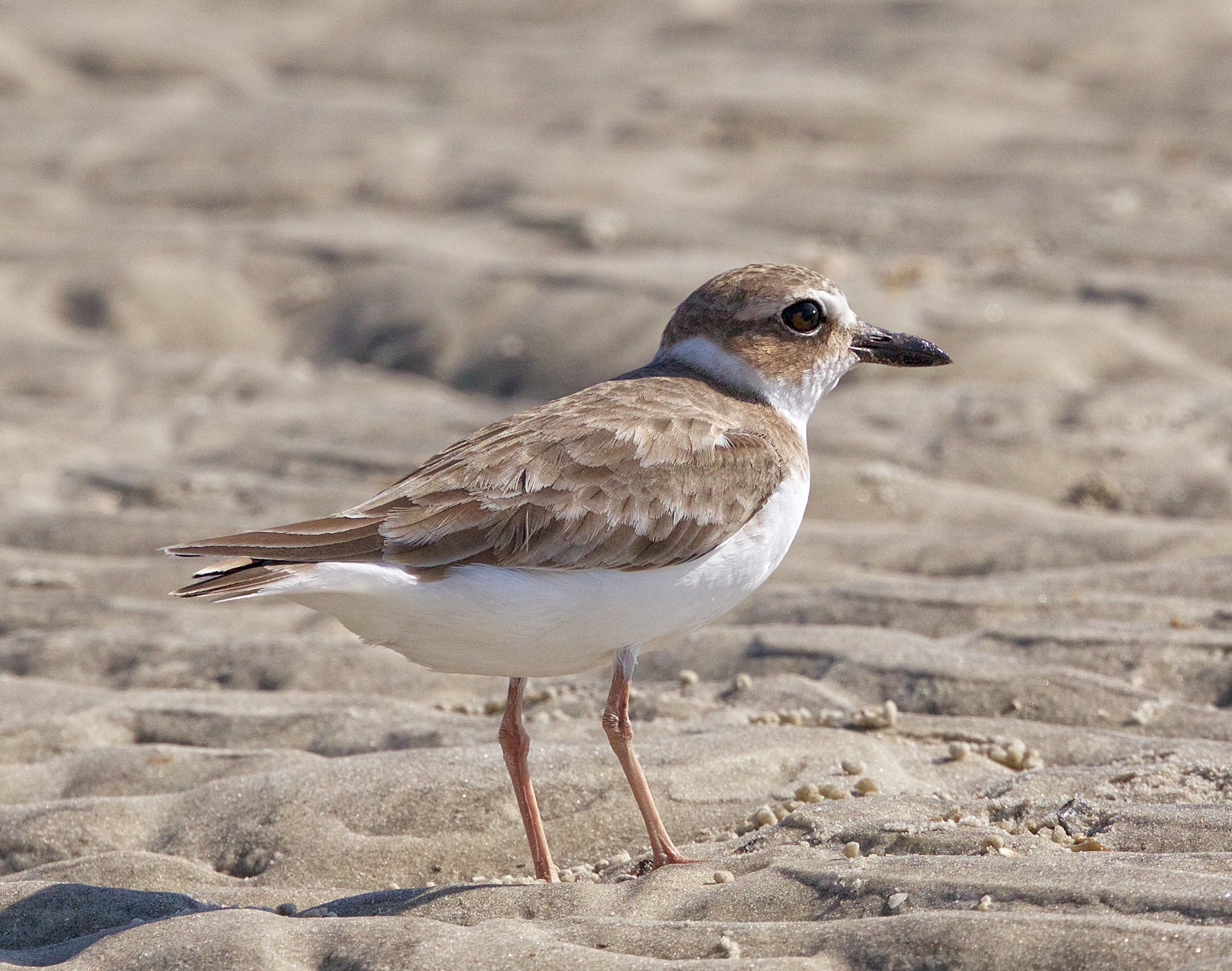 Wilsons Plover