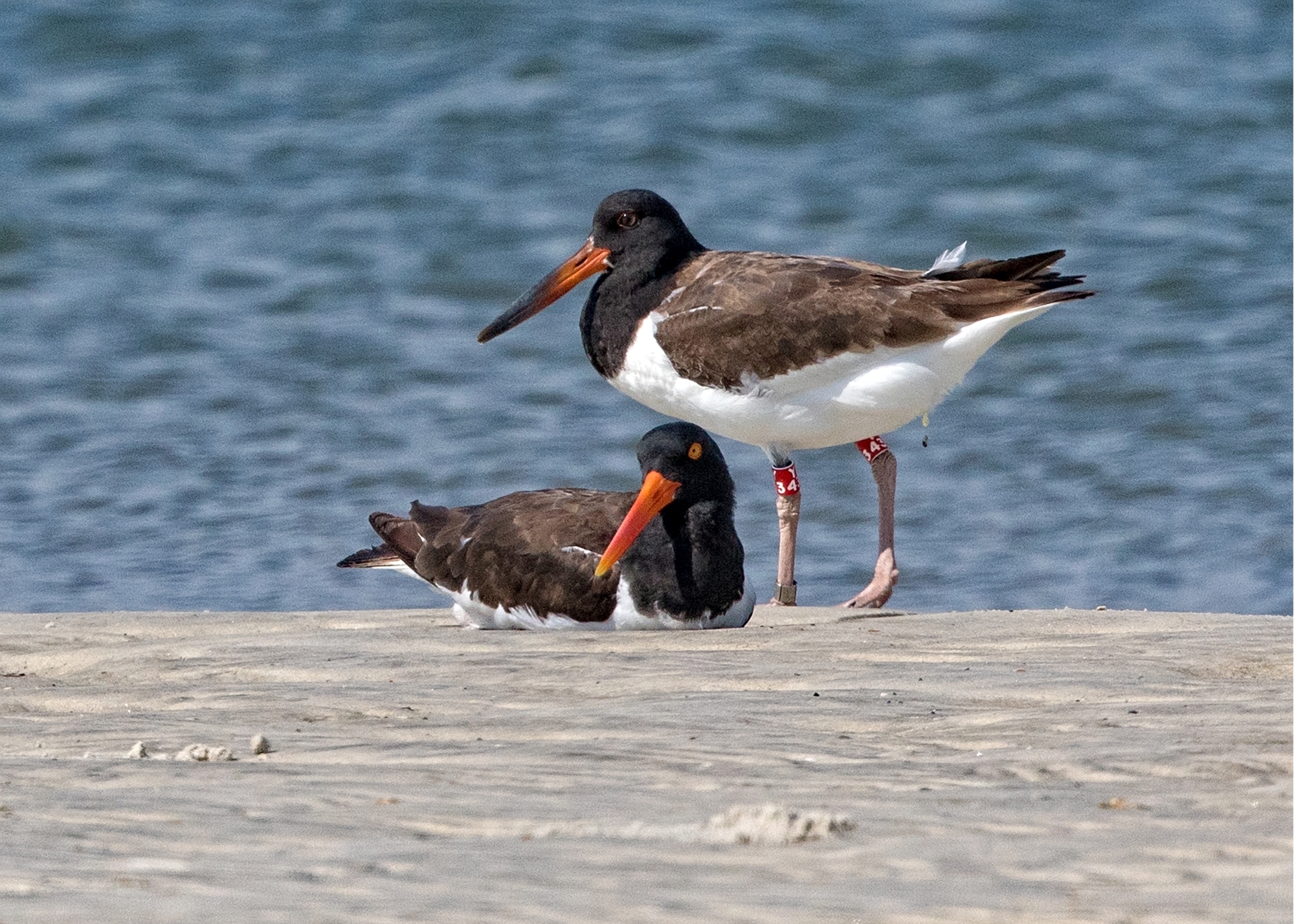 Oystercatcher with Juvenile..(banded earlier this summer)