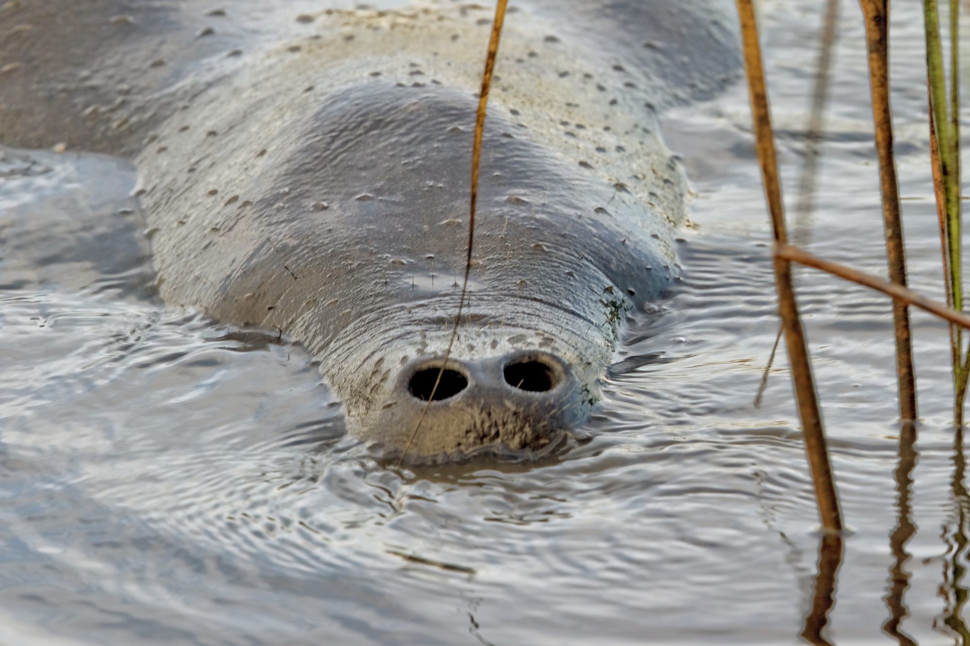 A whiskered manatee nose appears and sniffs for some sweet marsh grass..