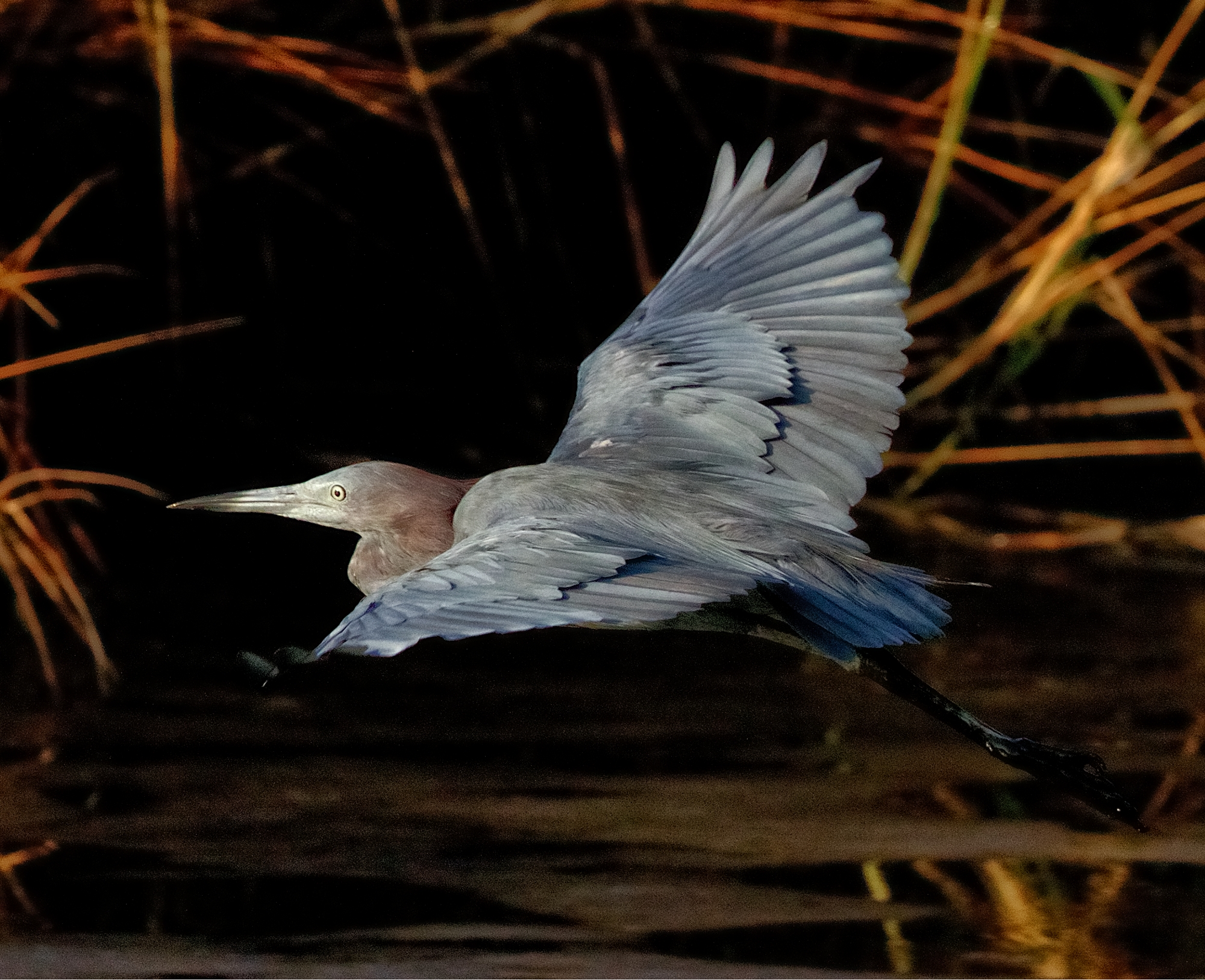A sea monster! I'm leaving said the Little Blue Heron.every bird for themselves!