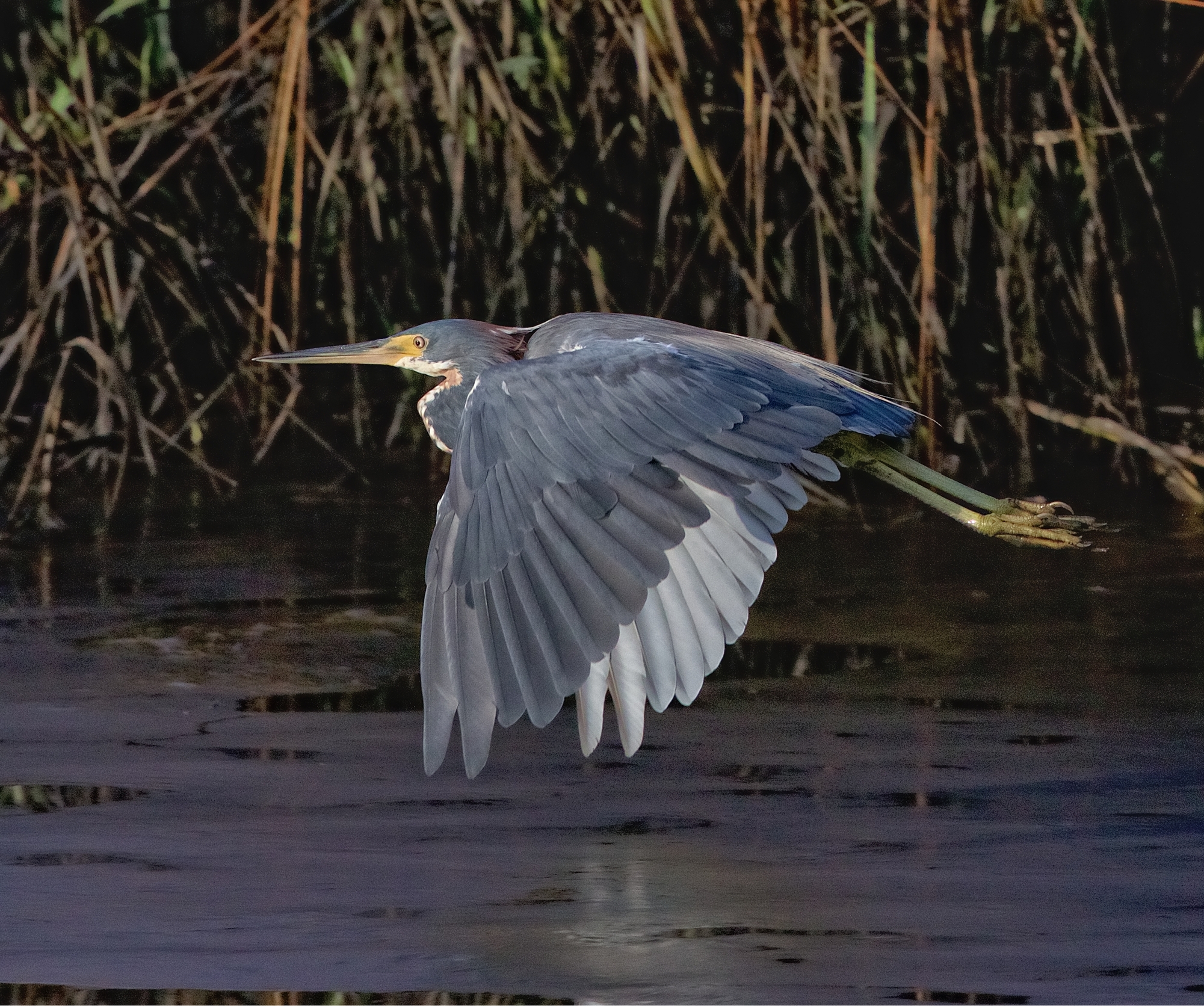 I'm leaving too said the Tricolored Heron..