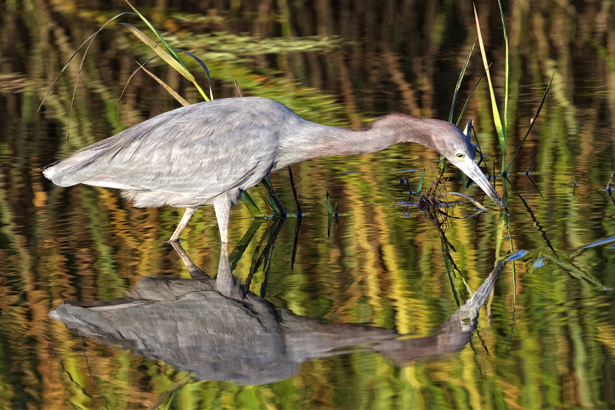 Shortly after my request for photo opportunity, this Little Blue Heron flew in and began hunting for breakfast