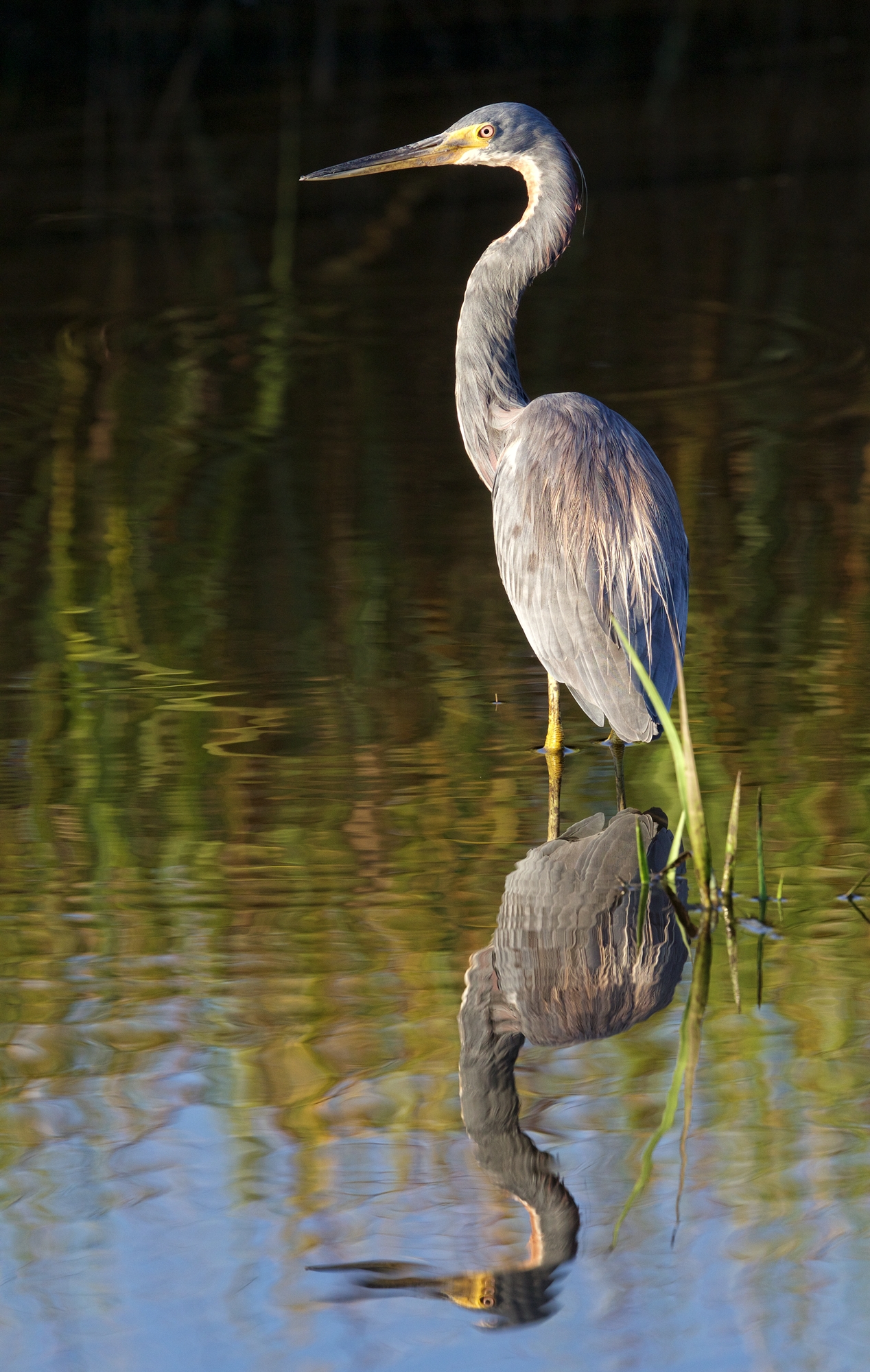 Shortly after that this Tricolored Heron flew in and also began hunting minnows and shrimp