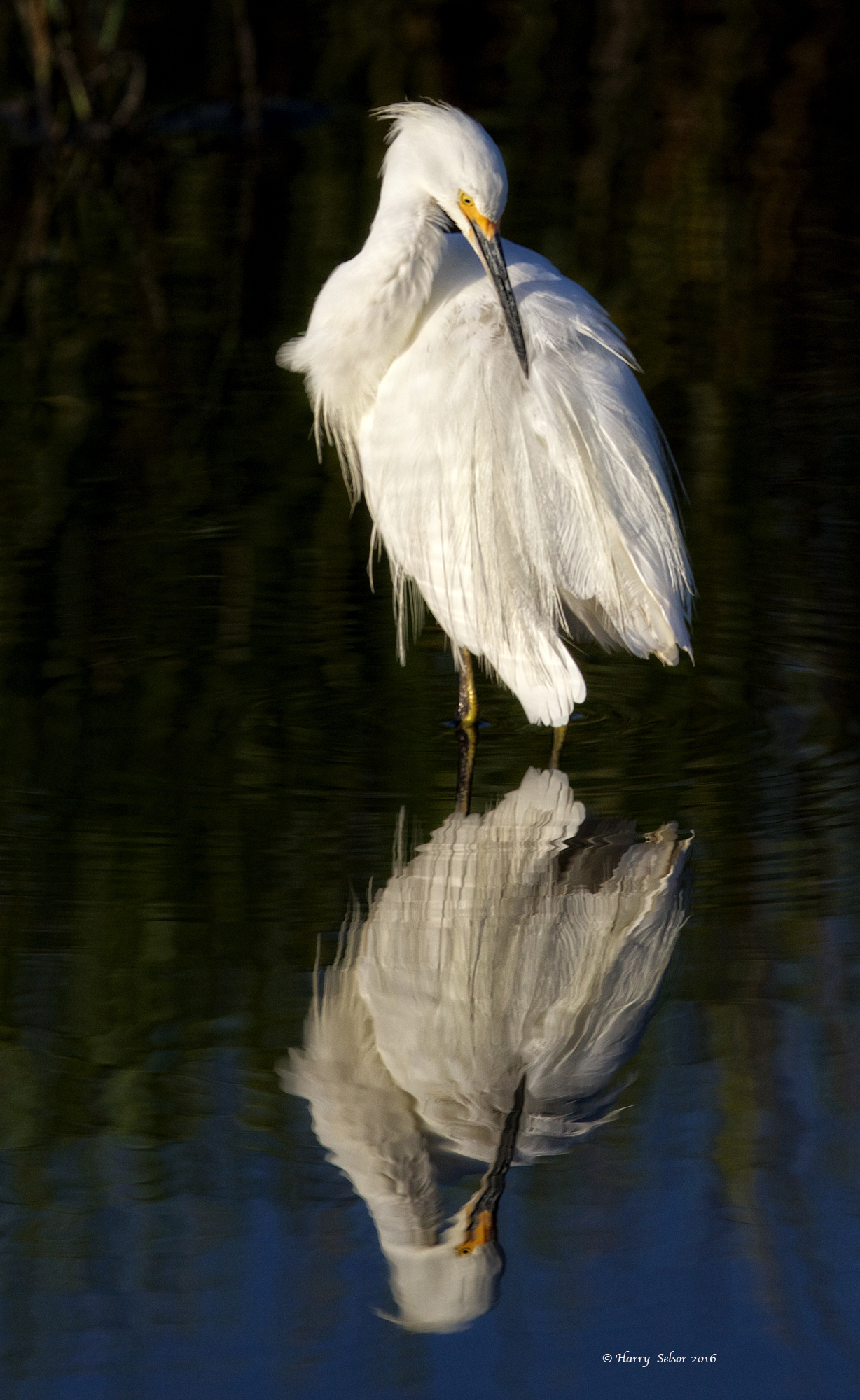 The Snowy Egret flew in also and immediately began preening its feathers