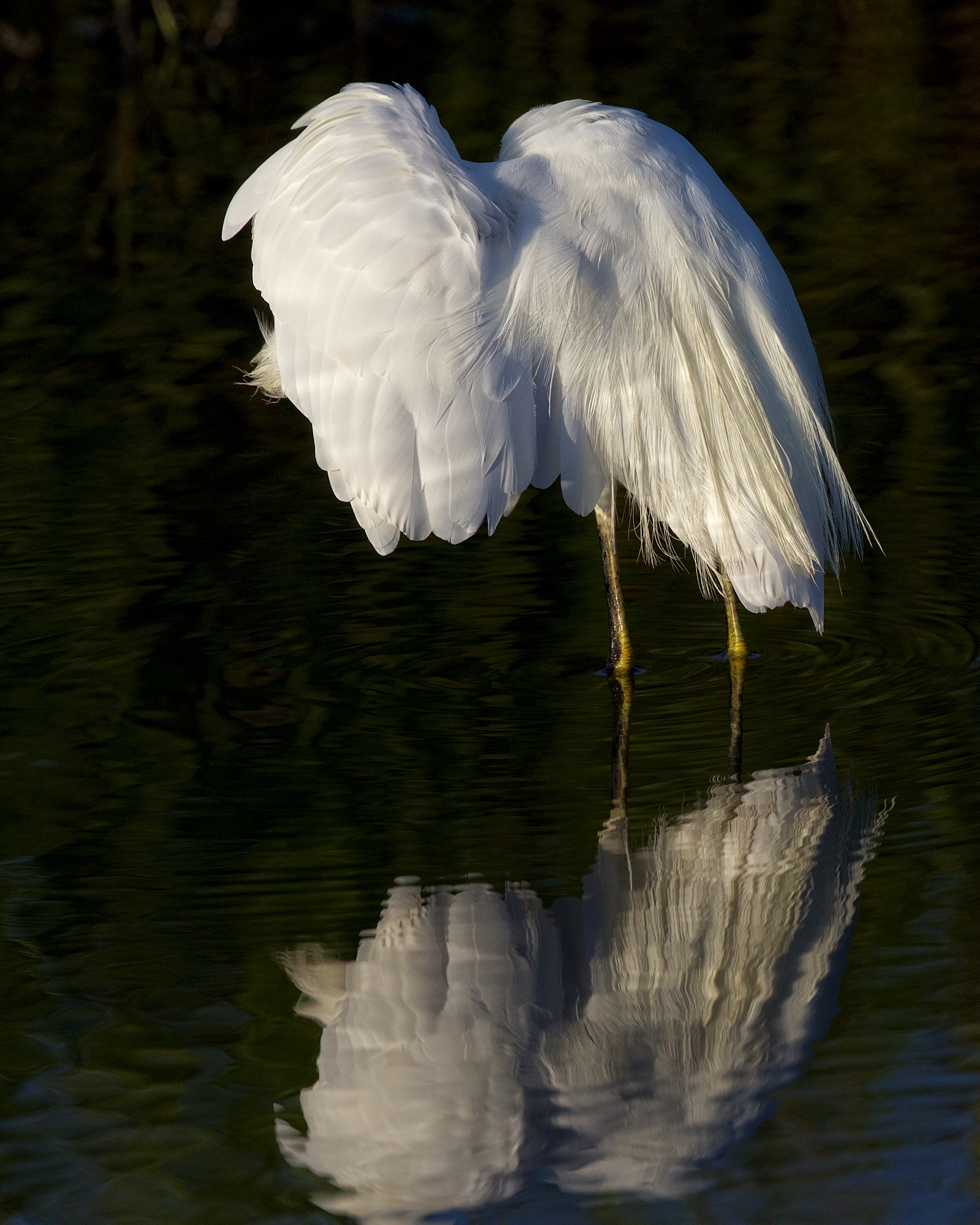 Got to check under the wings for repairs..can't fly with old broken feathers.