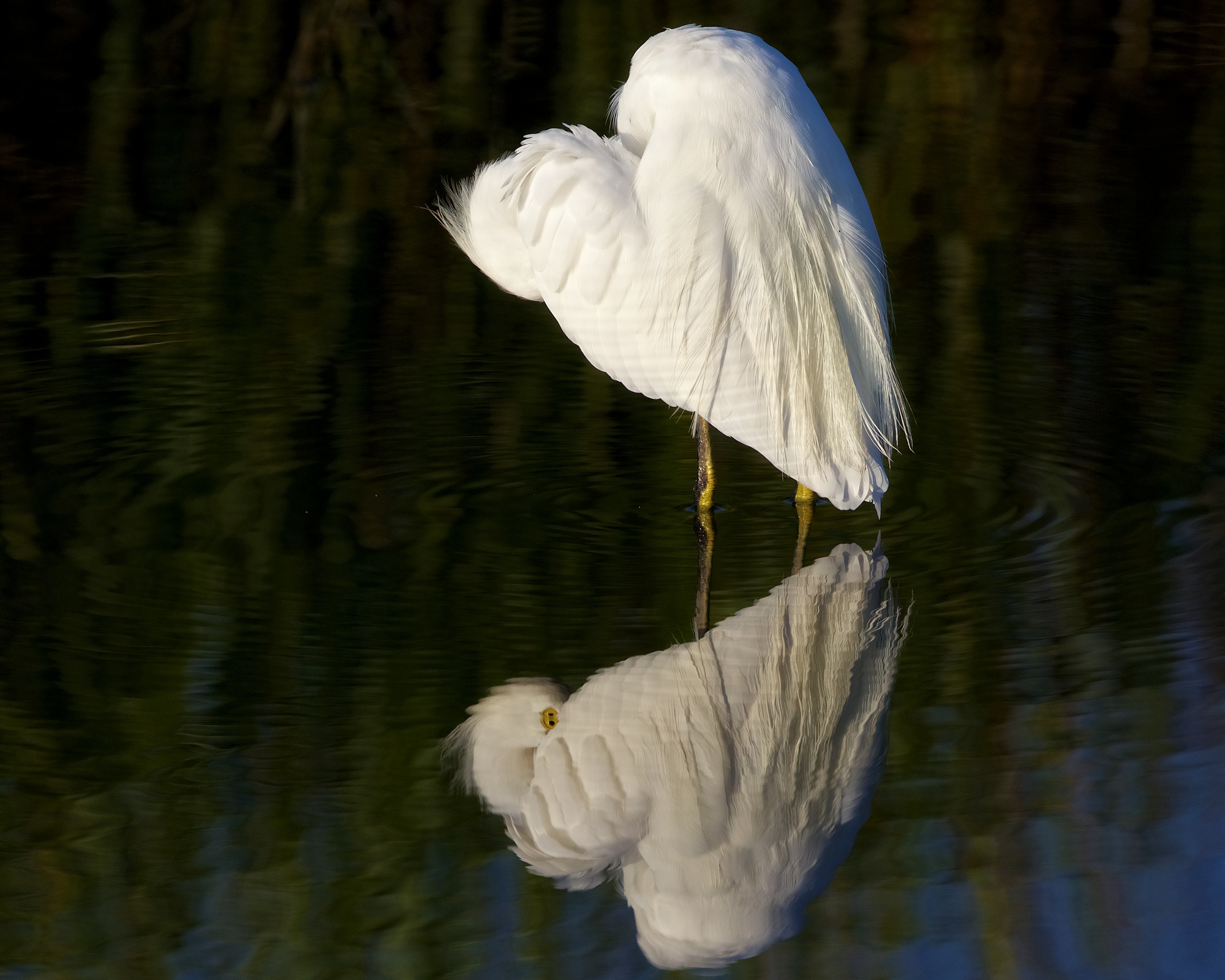 Psst...reflection...is Mr Doohickey still there?