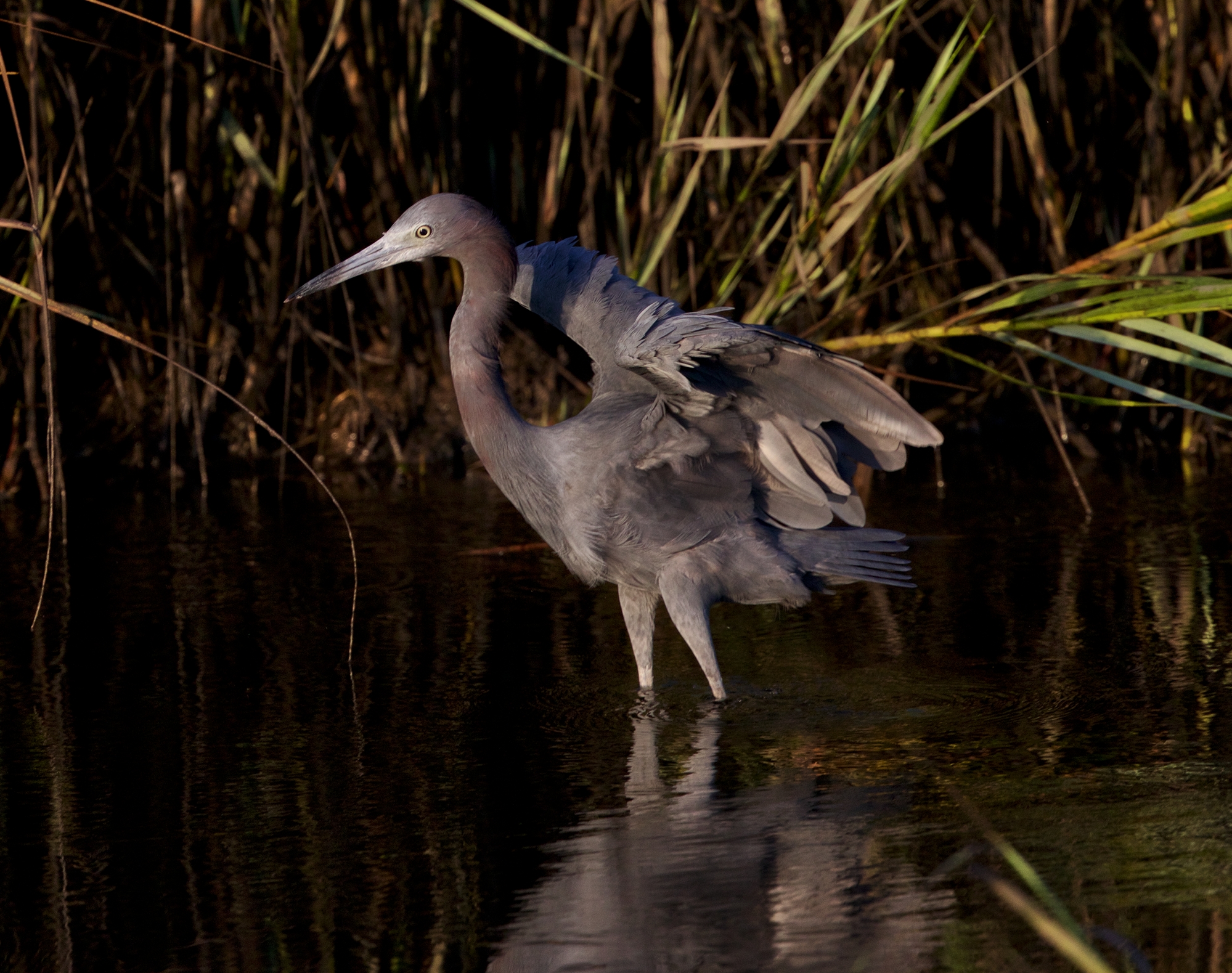 Here comes my "Moody" Little Blue Heron, touching down in the early morning light