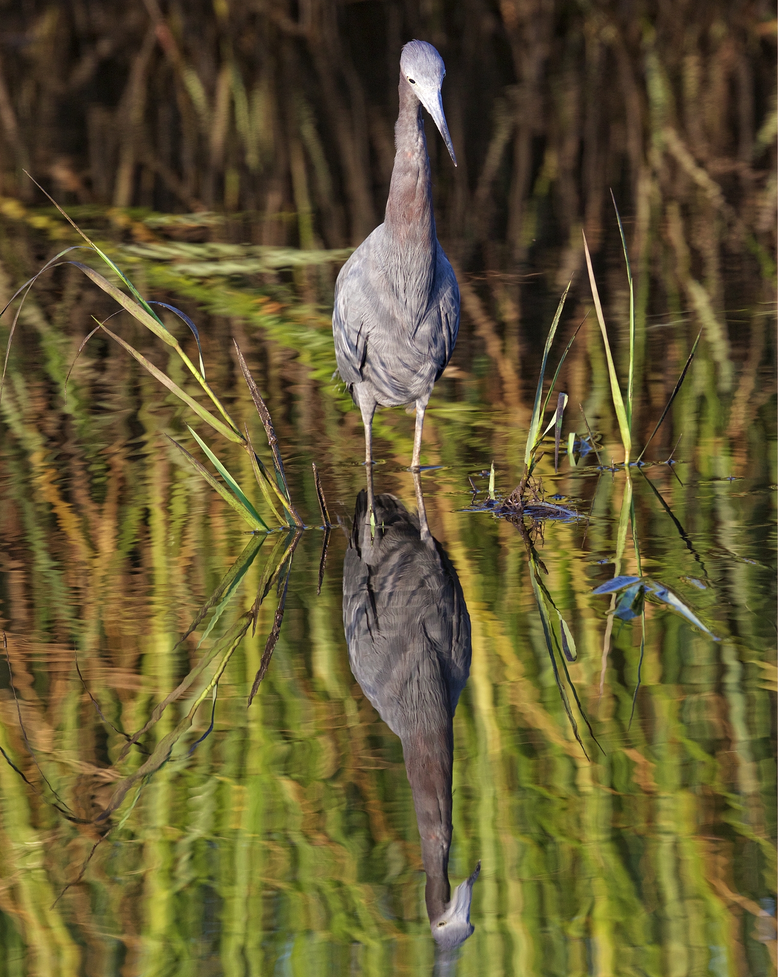 The Little Blue Heron is a stand a wait hunter..