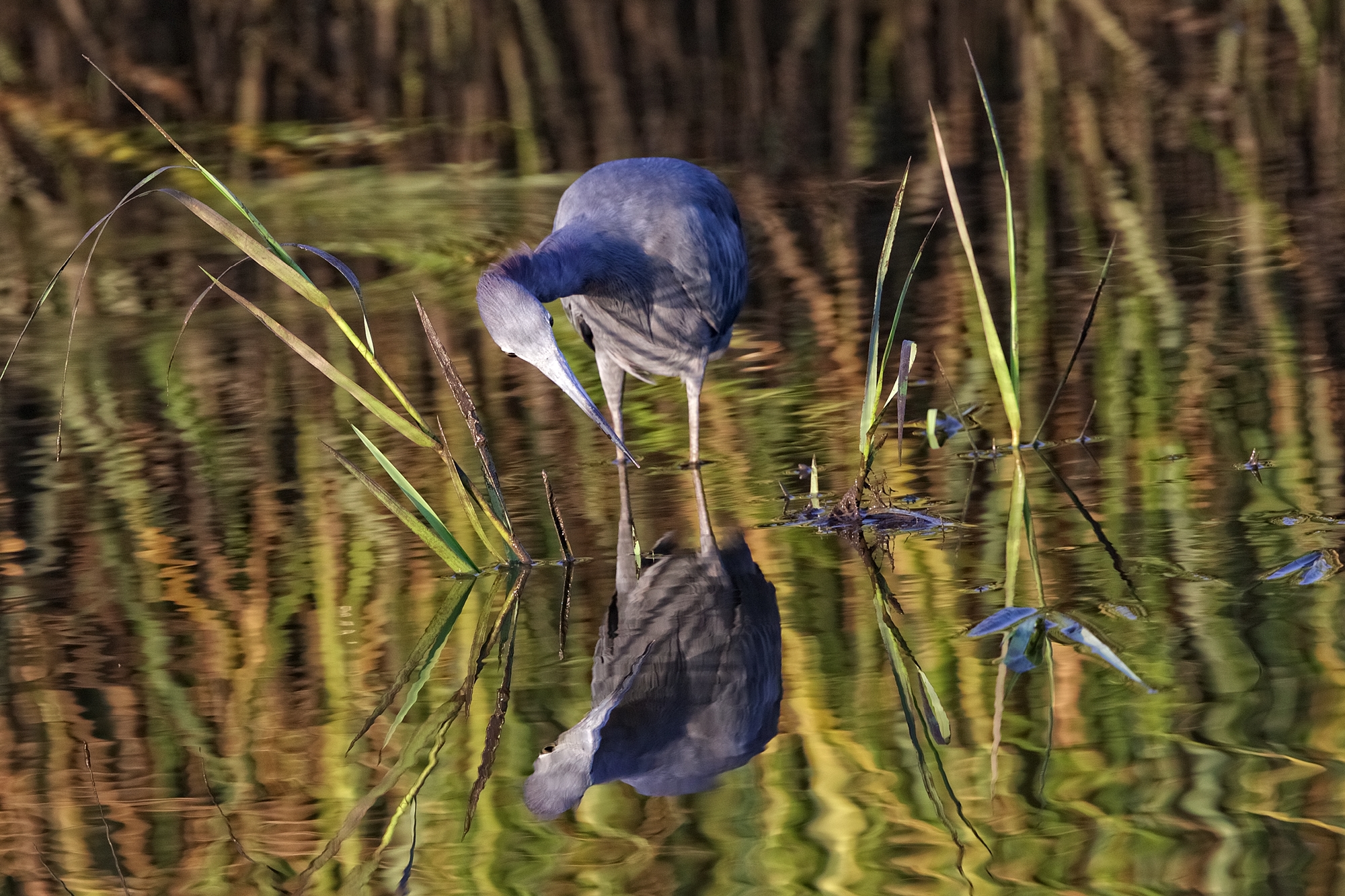 The Little Blue is patient, peering left and right among the grass roots
