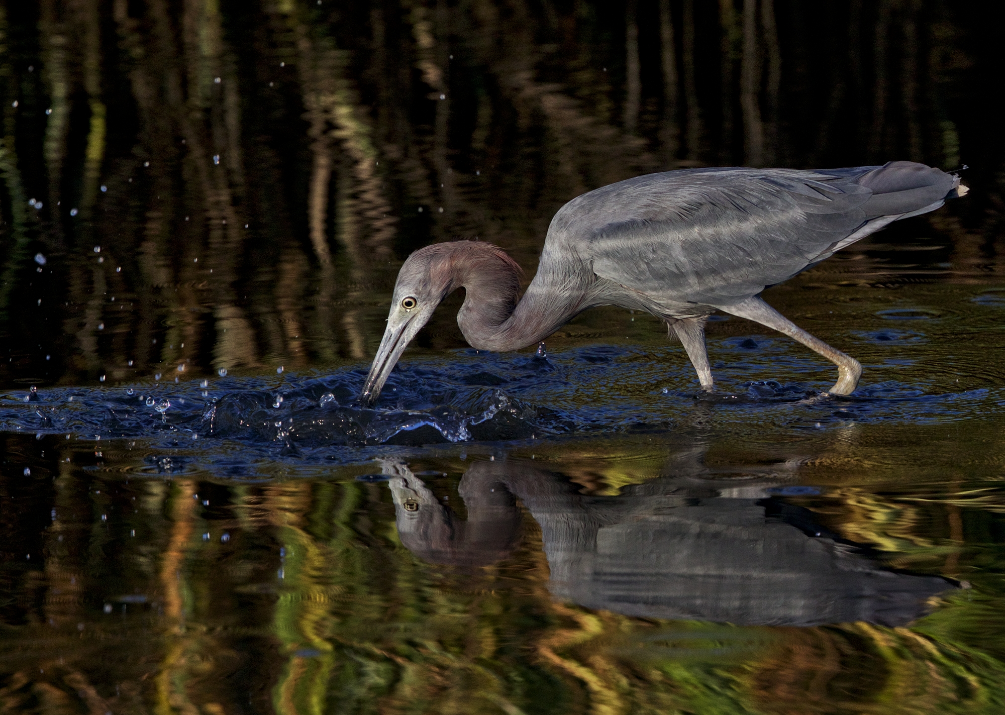How hard men will try,,,and Little Blue Herons too!