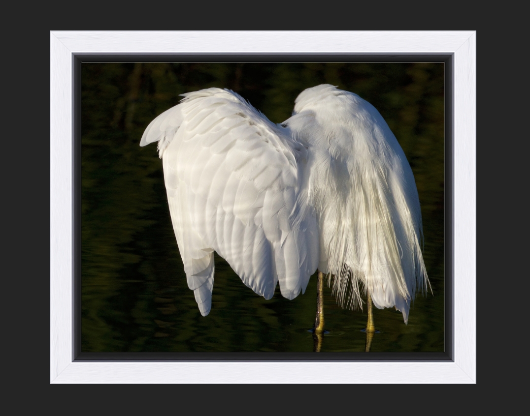 Snowy wings or the headless heron..(framed)