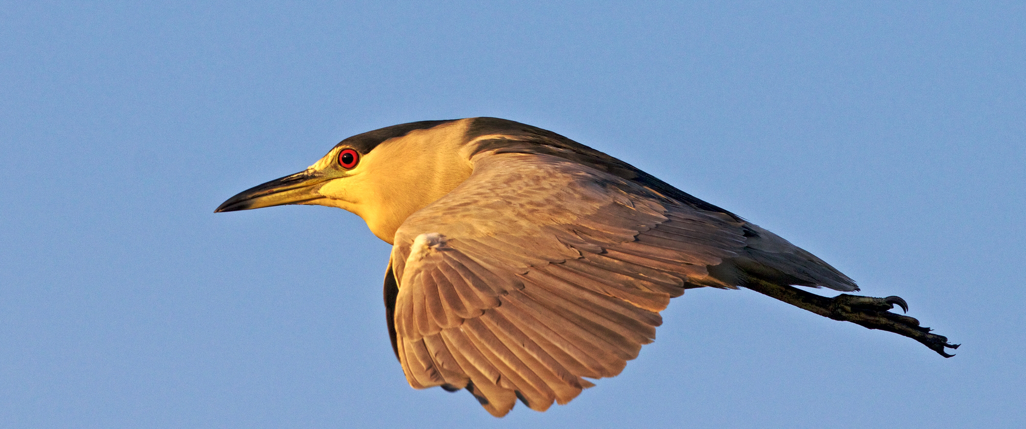 Black-crowned Night Heron reflects the golden glow of morning