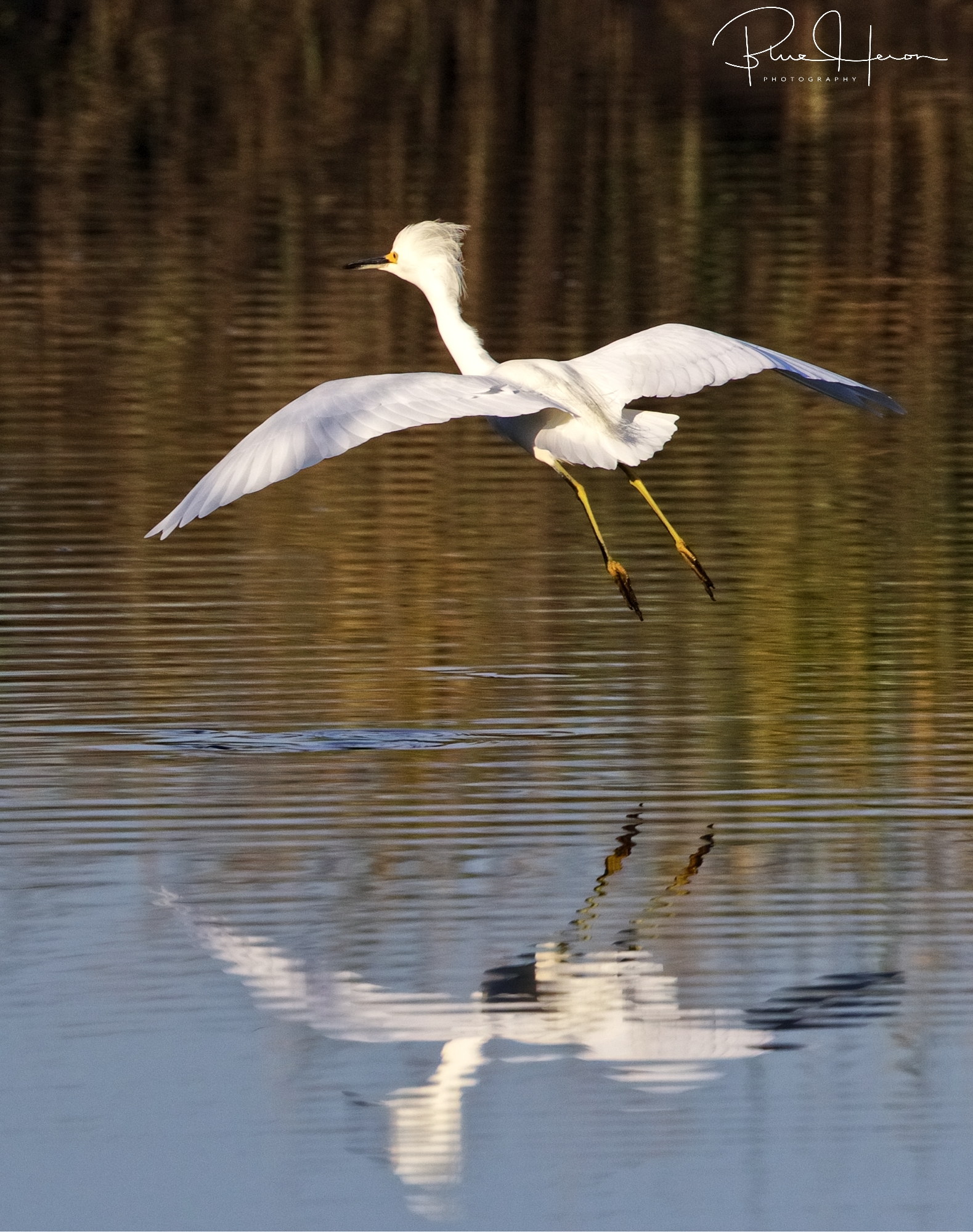 Wheeee...the only snow we are seeing is Snowy Egrets!
